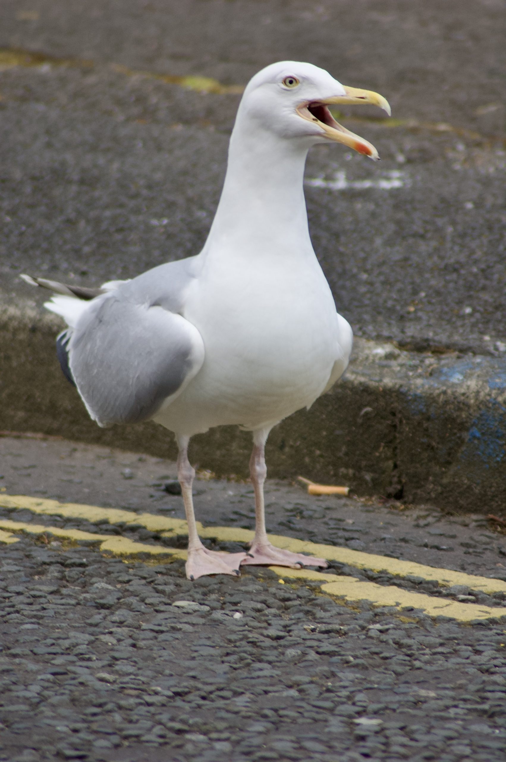 Herring Gull