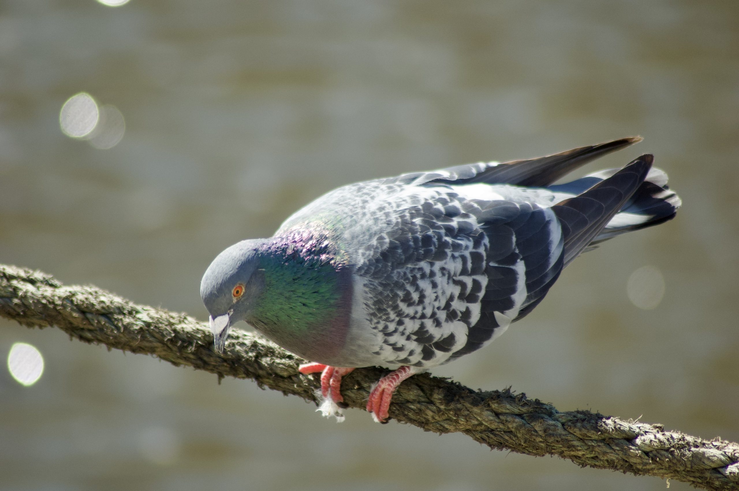 Feral Pigeon