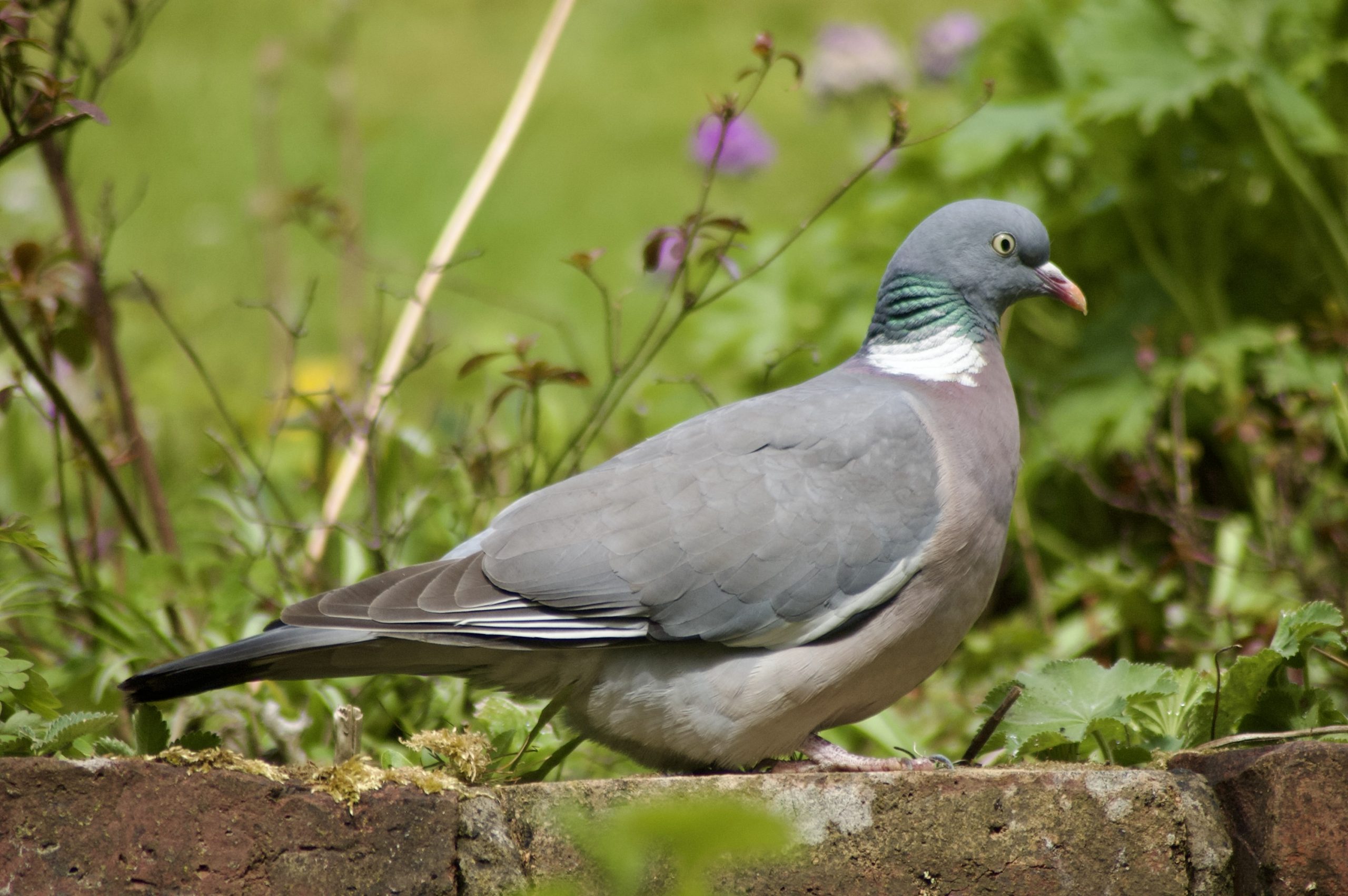 Common Wood Pigeon