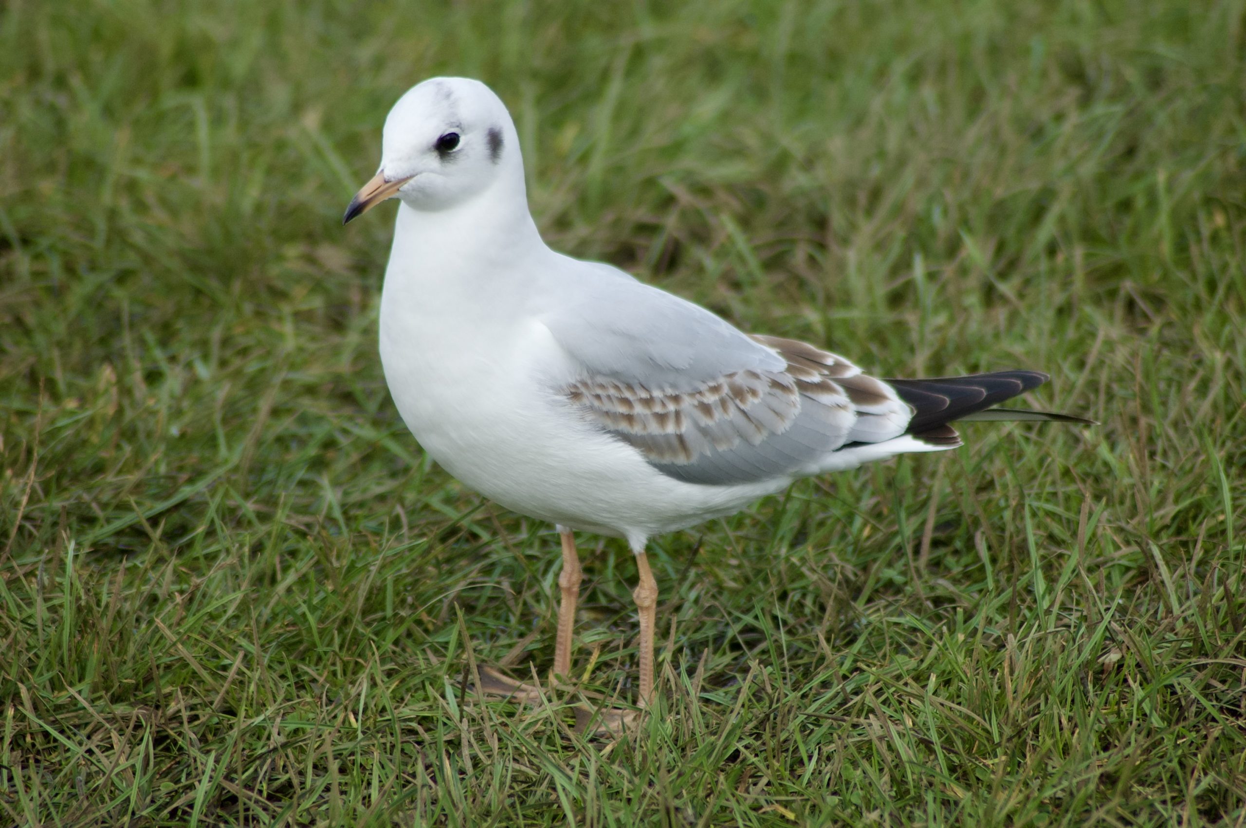 Black-headed Gull