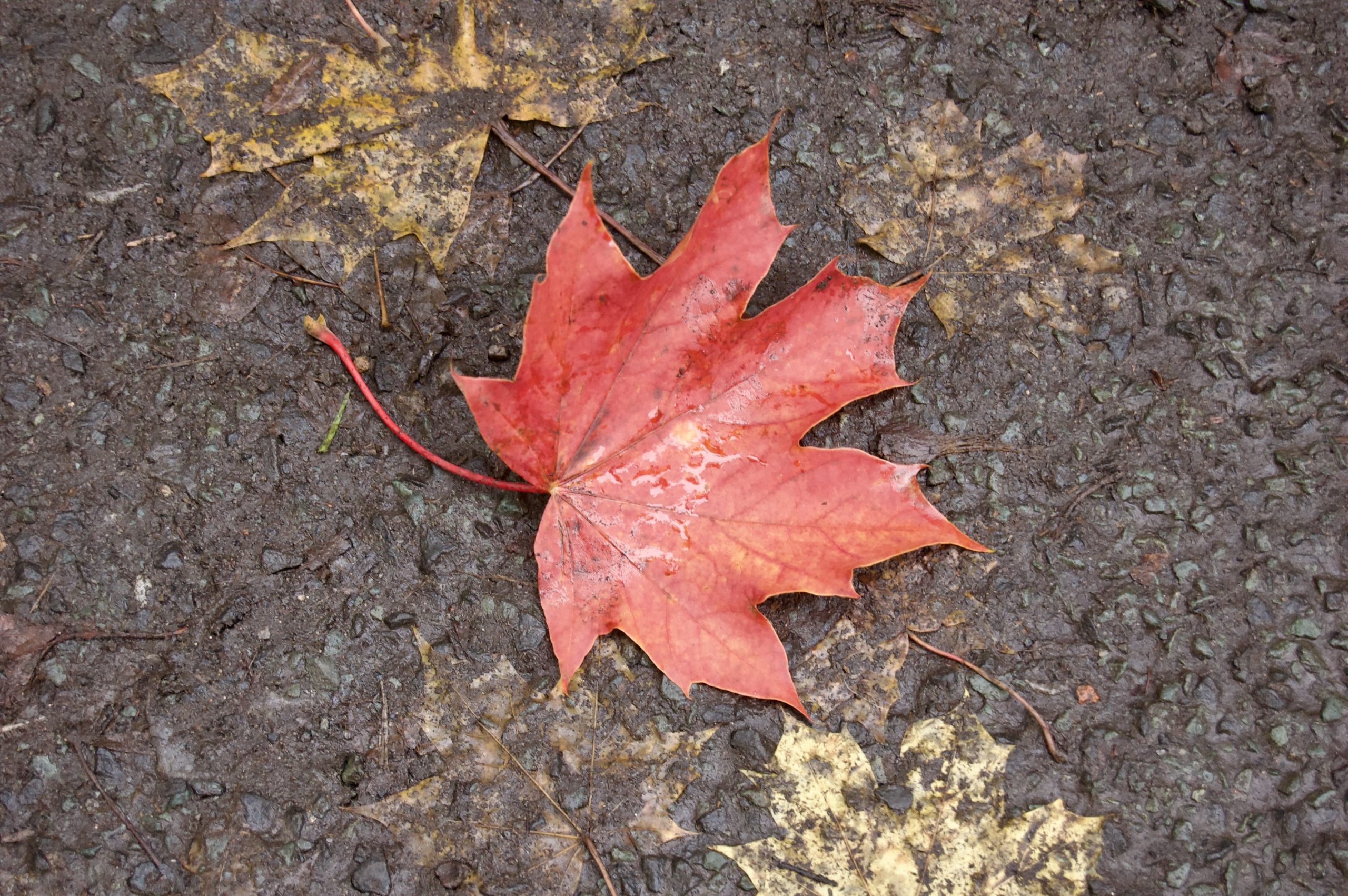 Maple Leaf