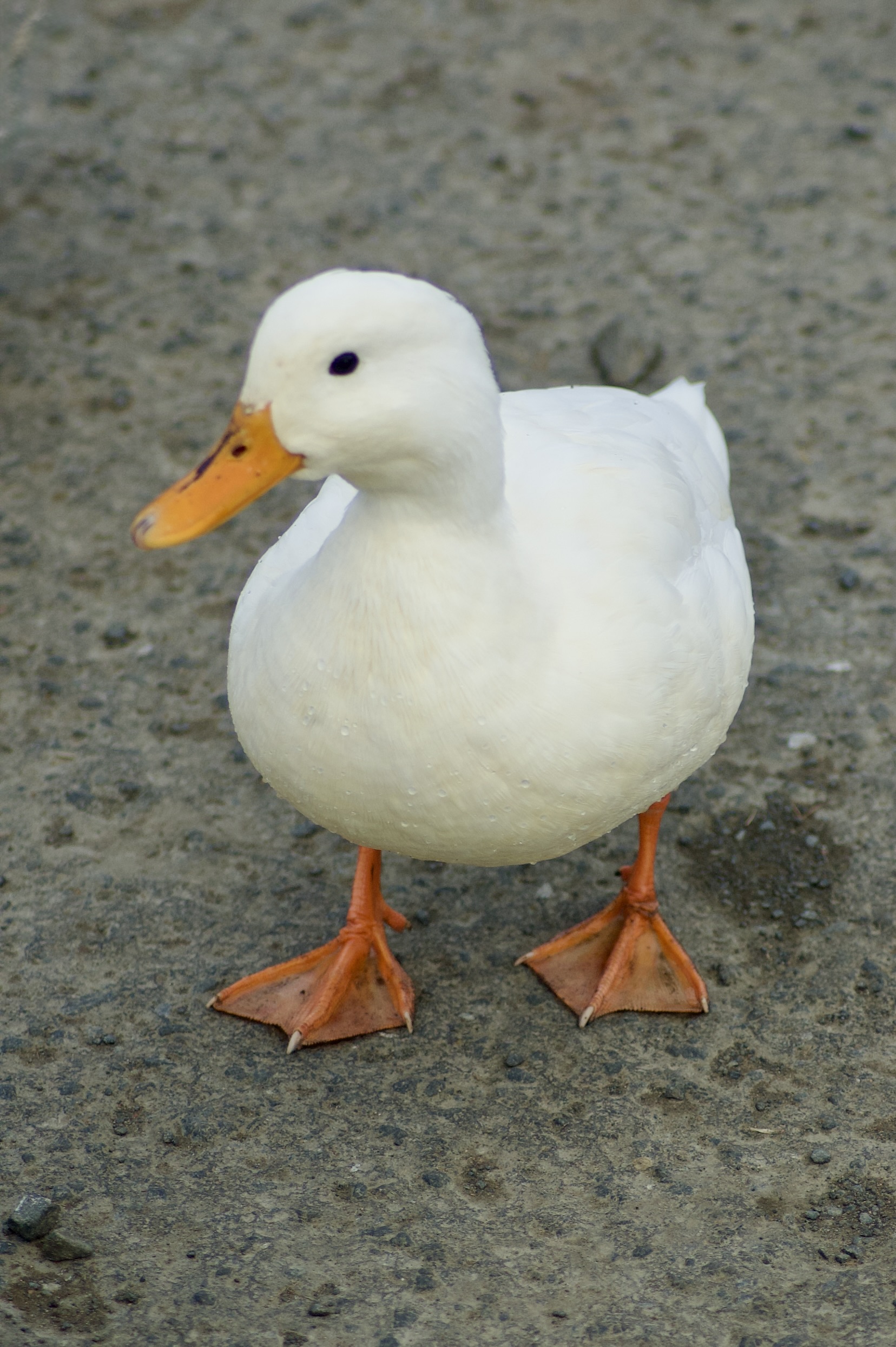 White Duck