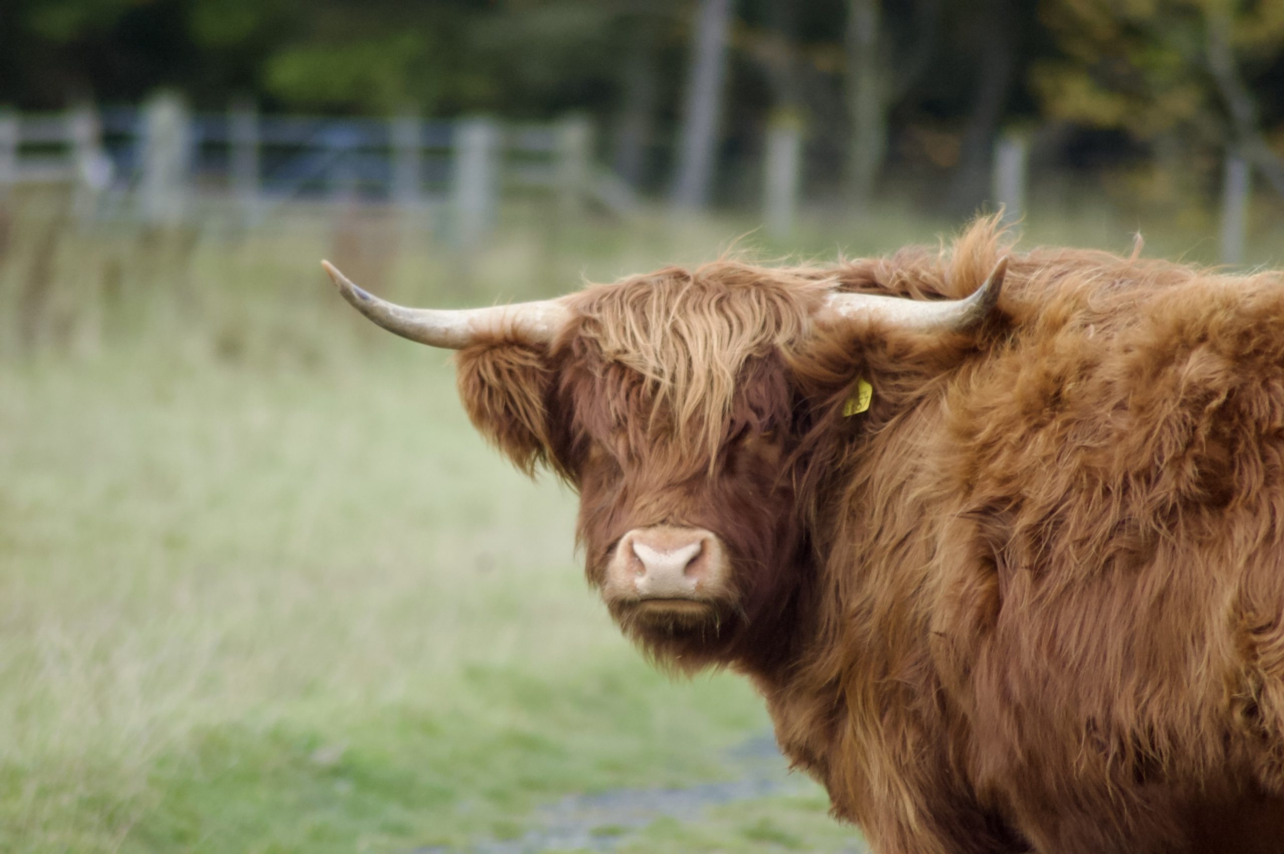 Highland Coo