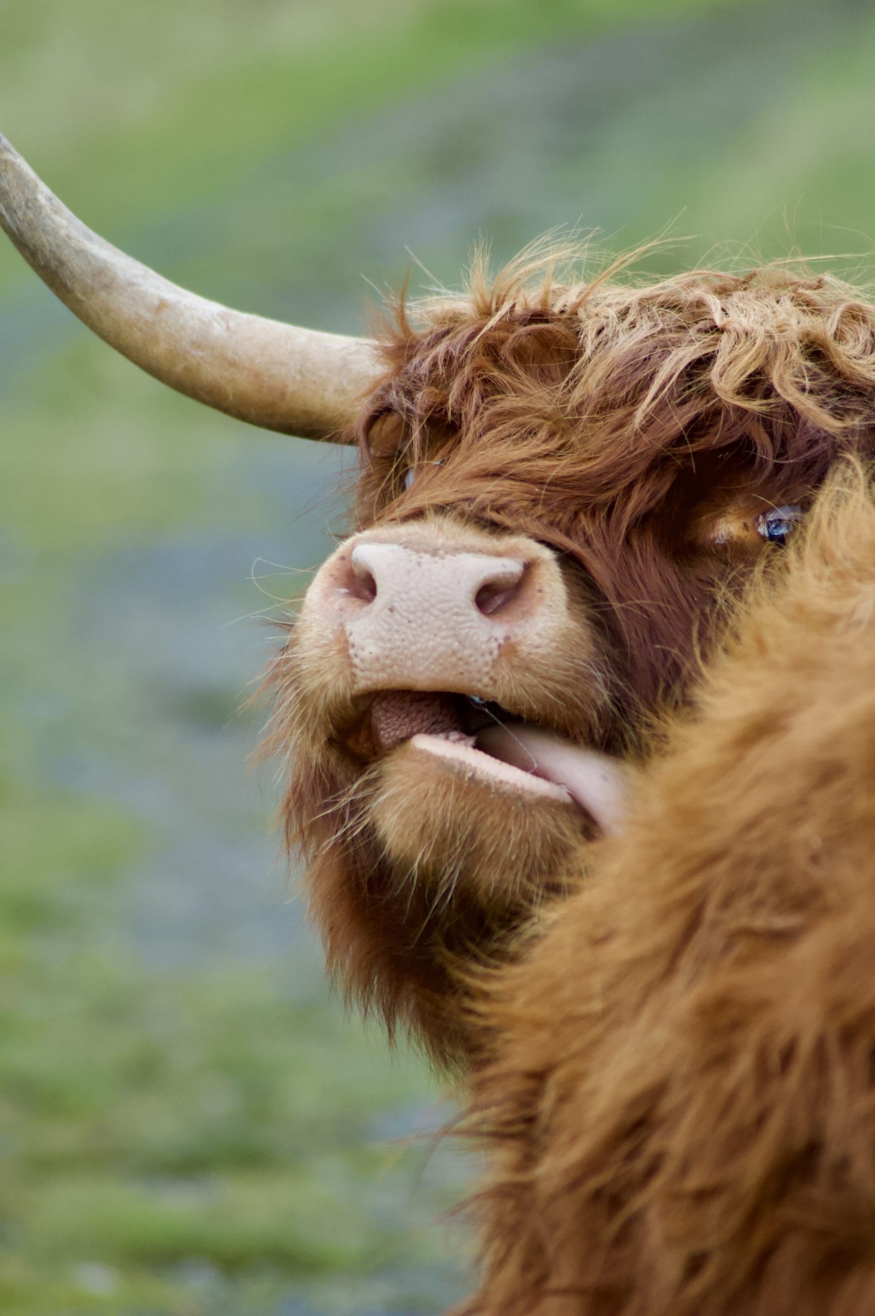 Highland Coo