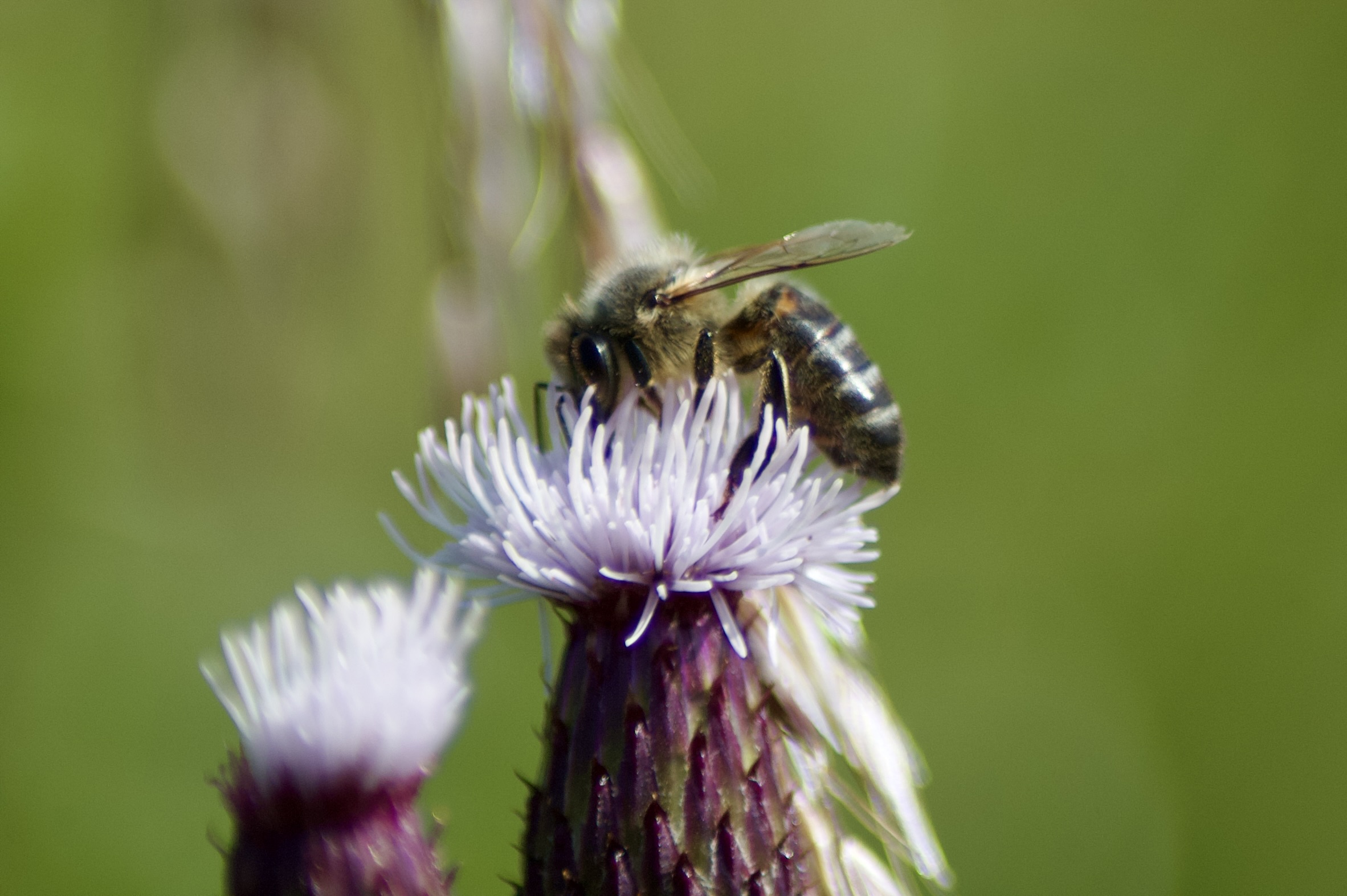 Western honey bee