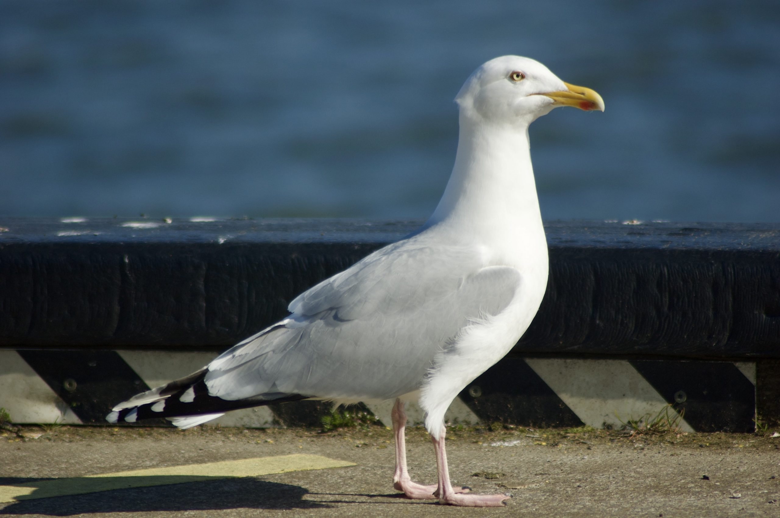 Herring Gull