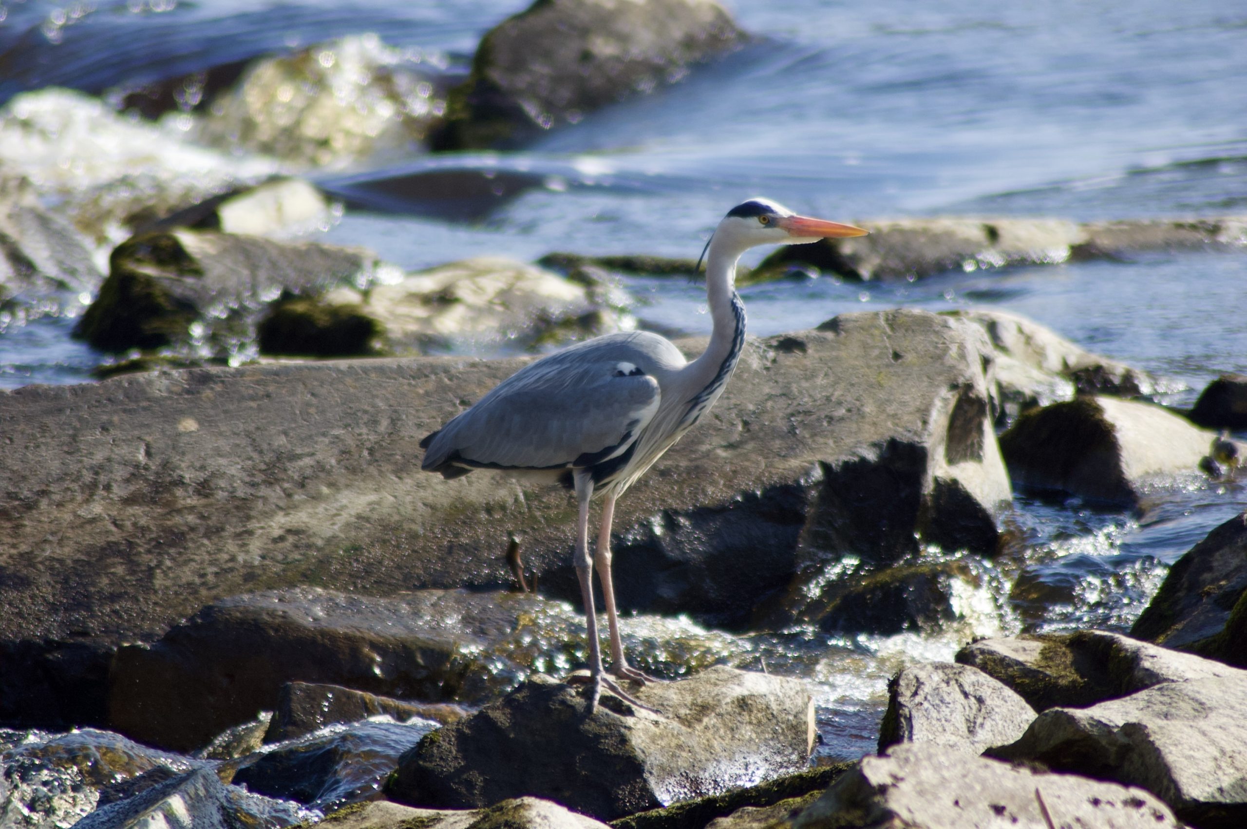 Grey Heron