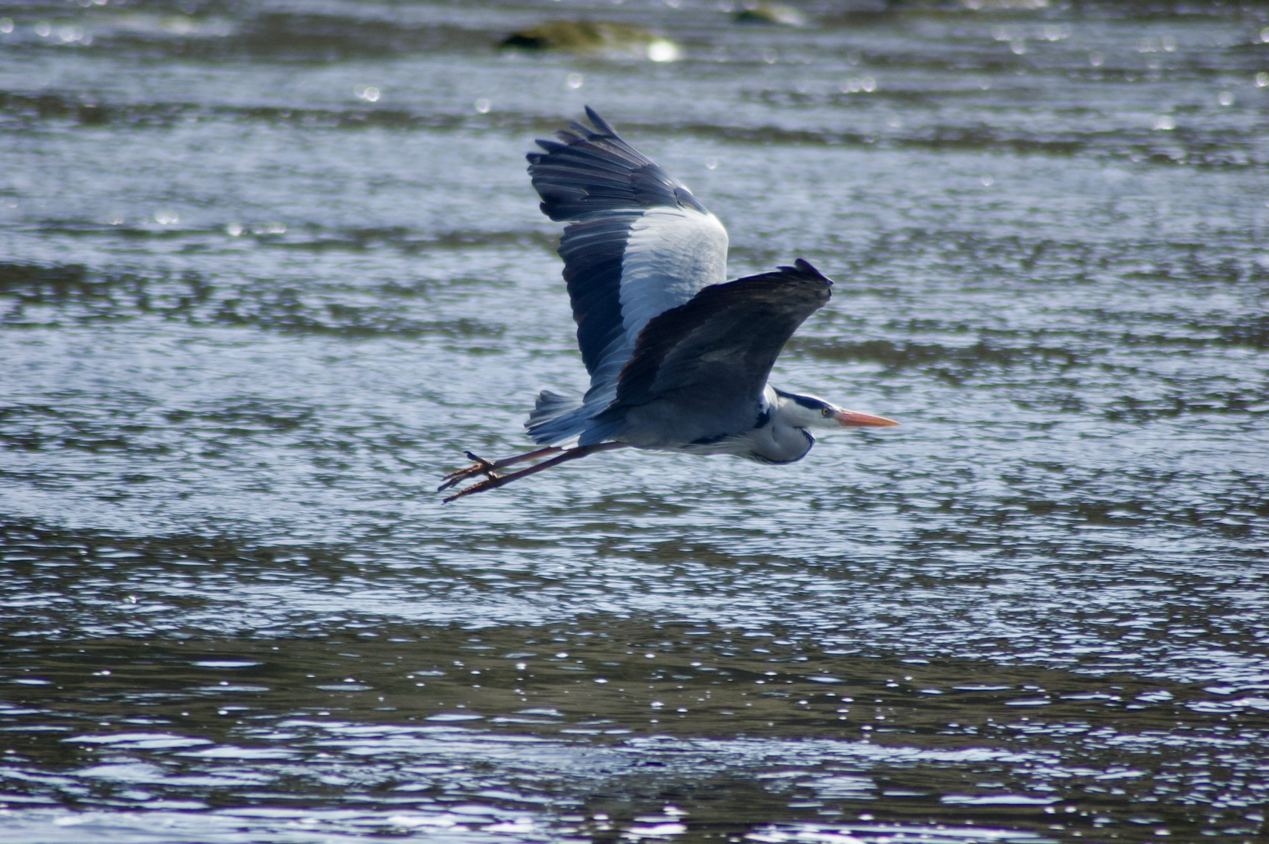 Grey Heron