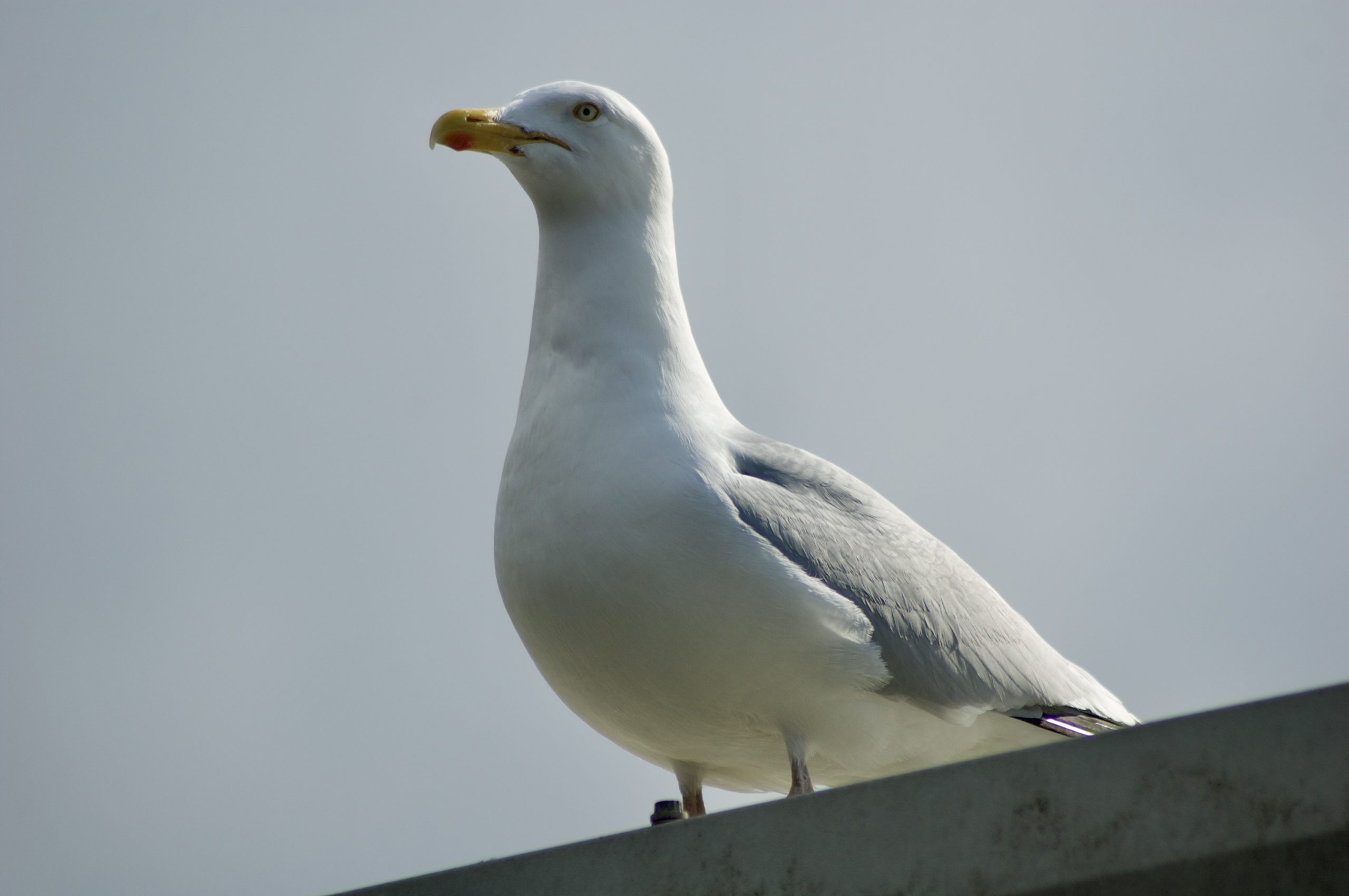 Herring Gull