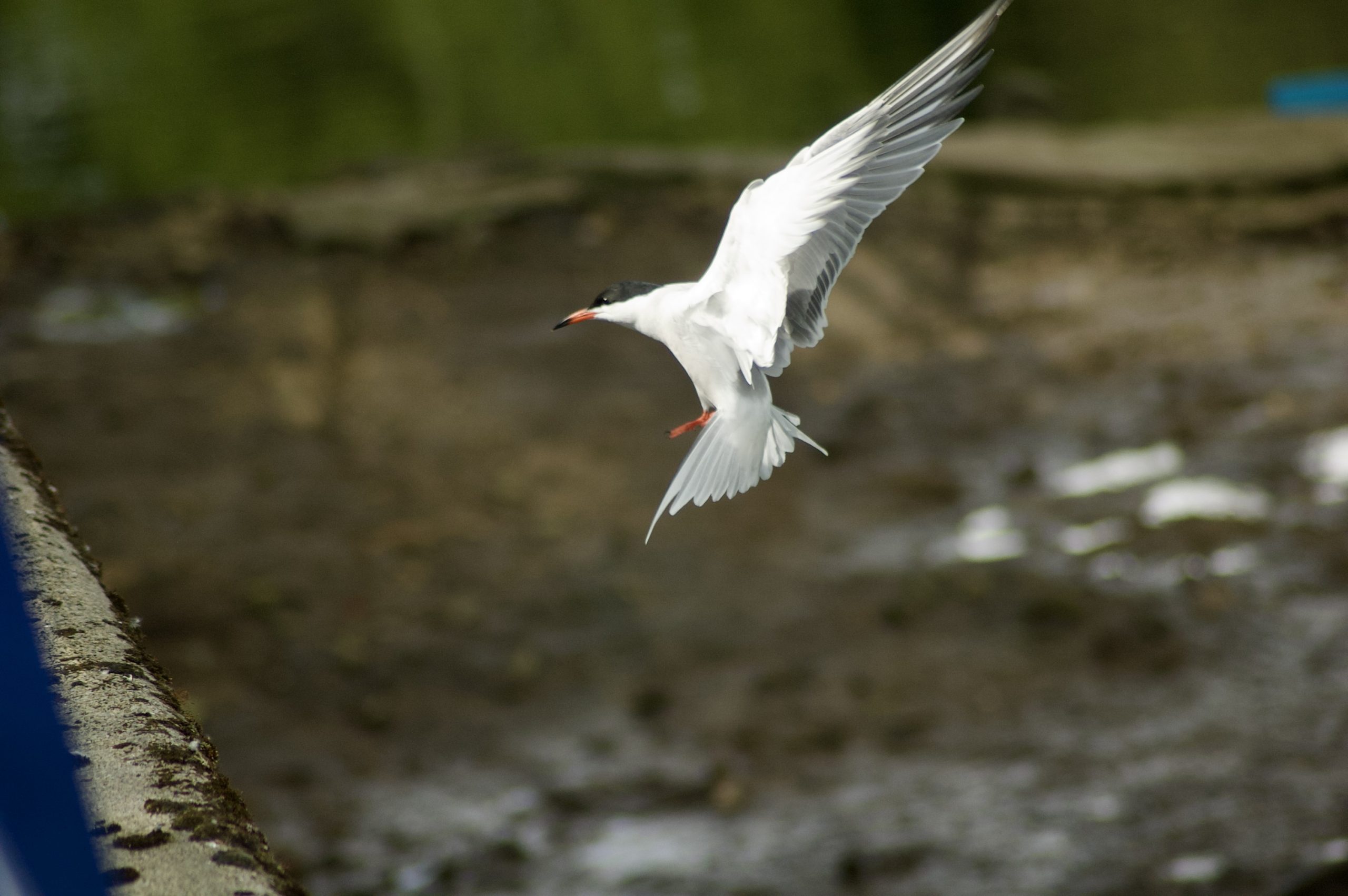 Arctic Tern