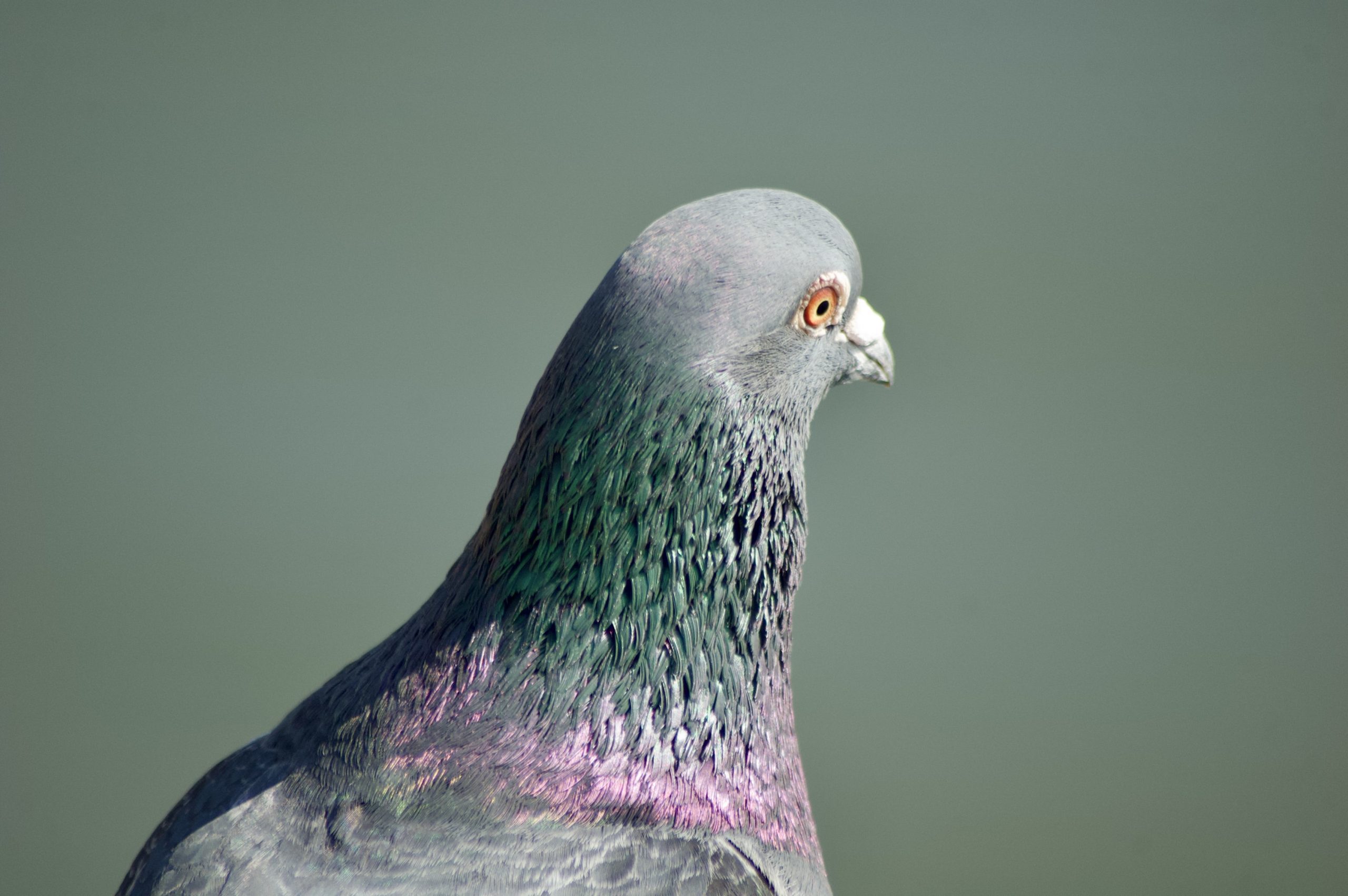 Feral Pigeon