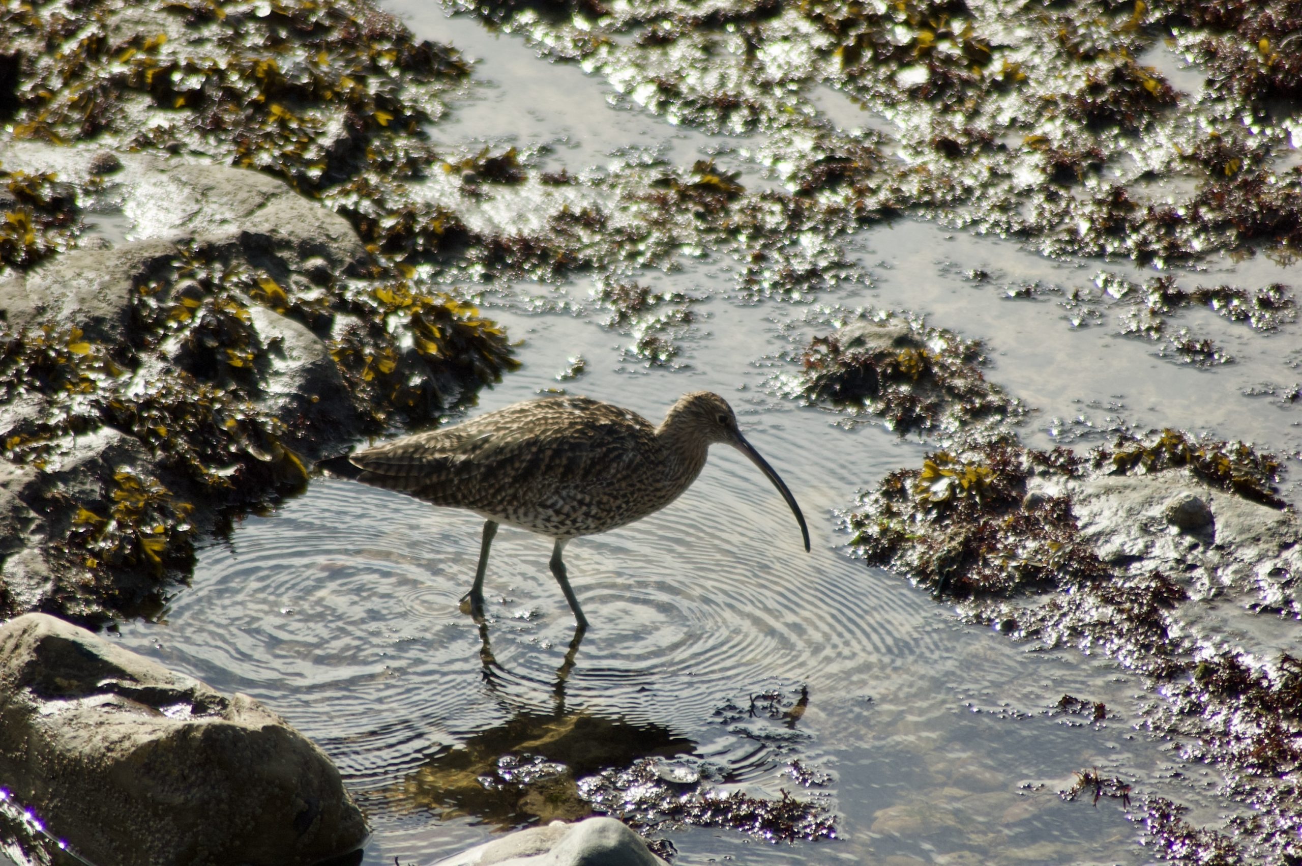 Curlew