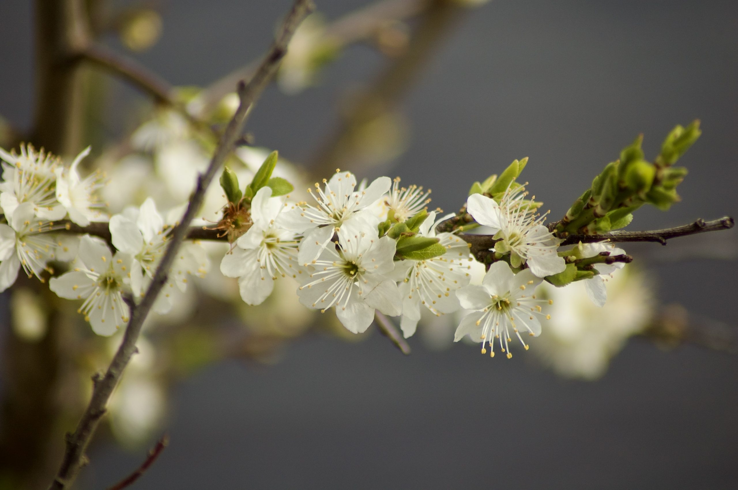 Hawthorn Blossom