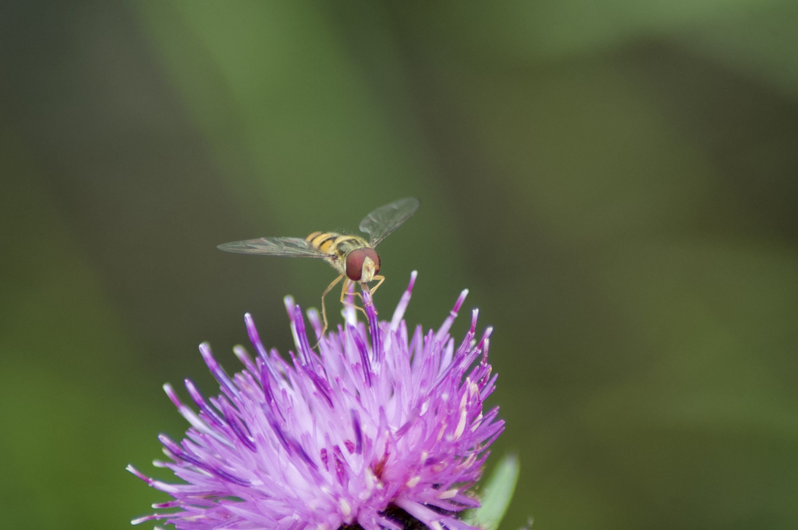 Hoverfly & Thistle