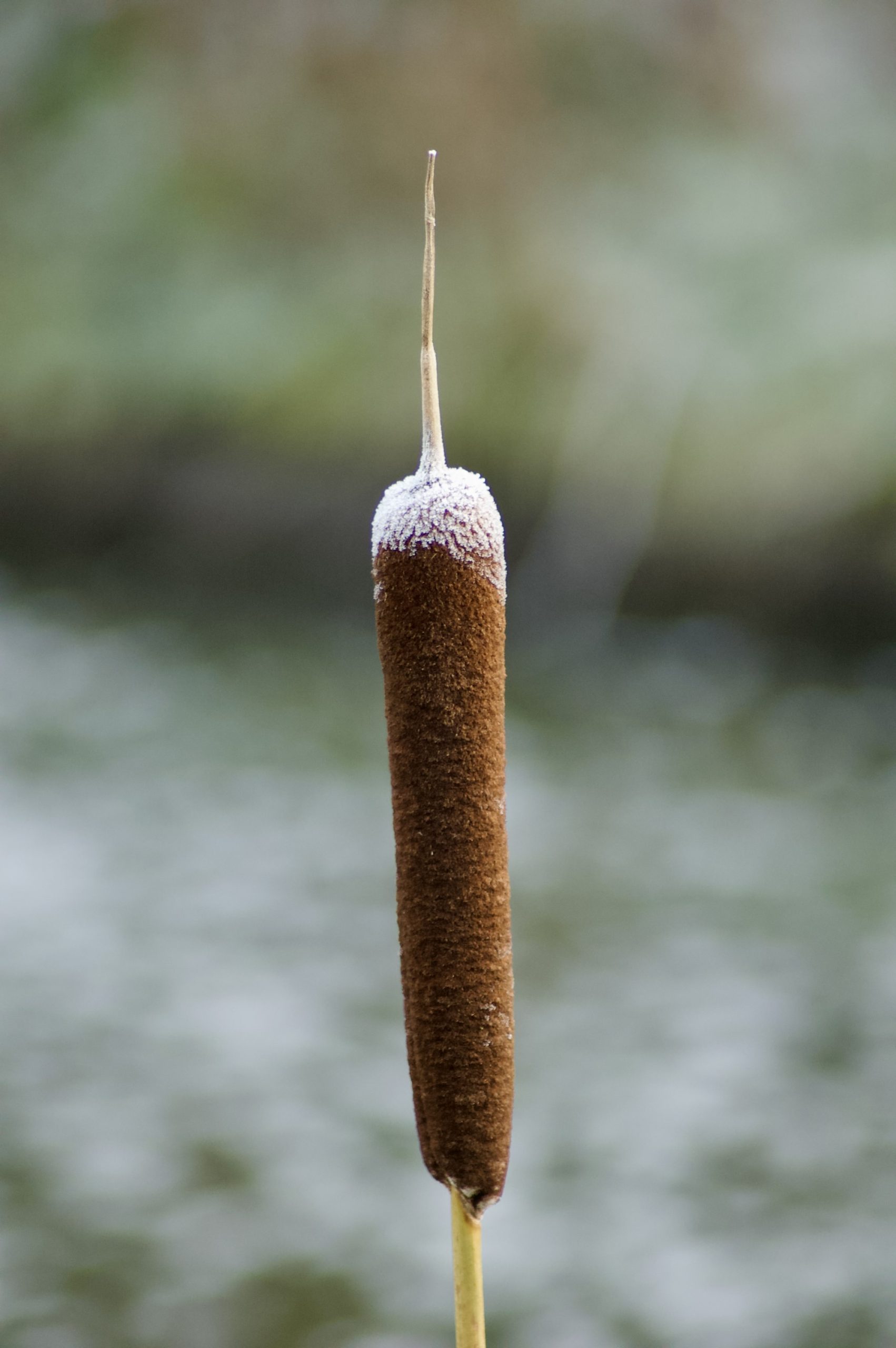 Frosty Bulrush