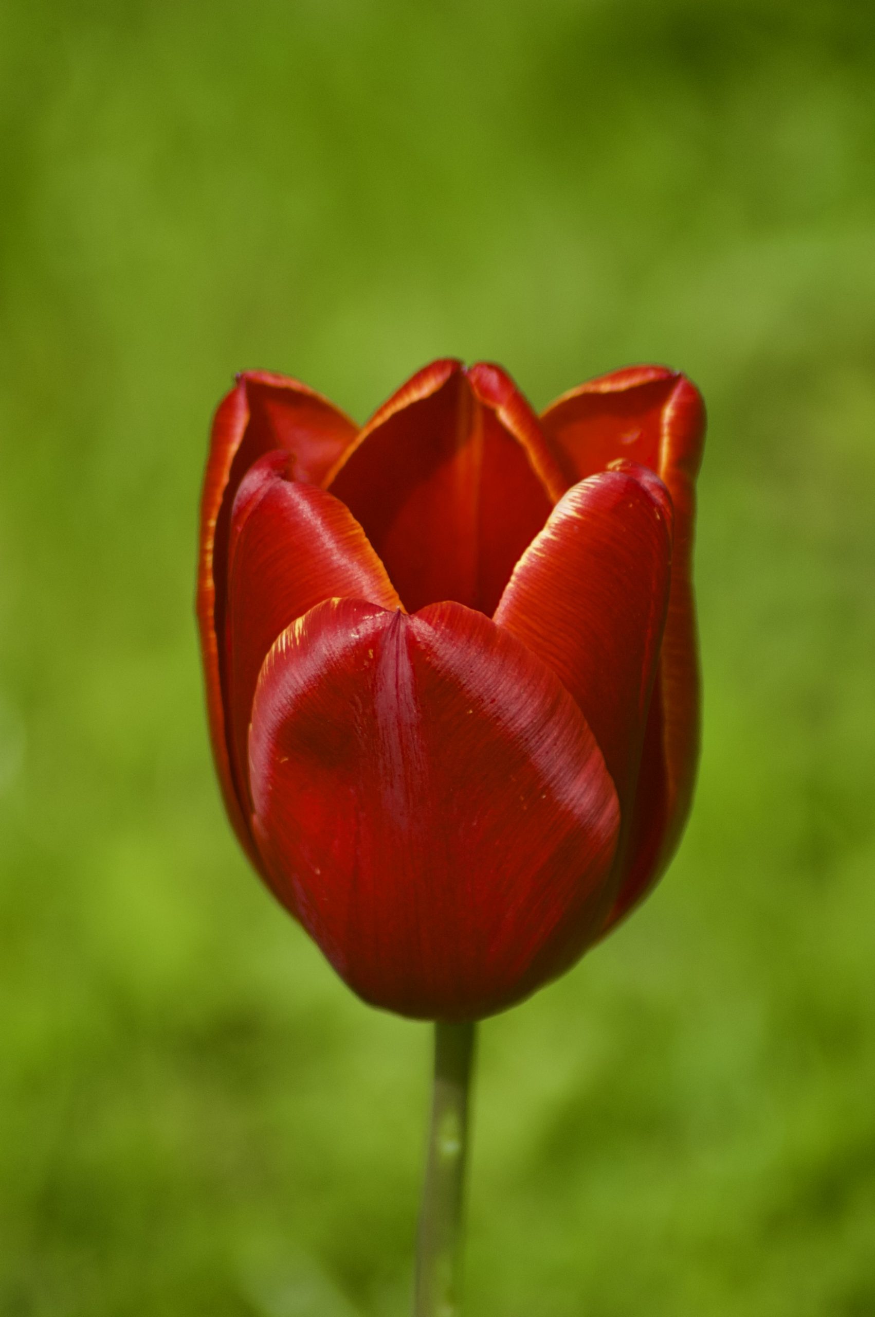 Tulip