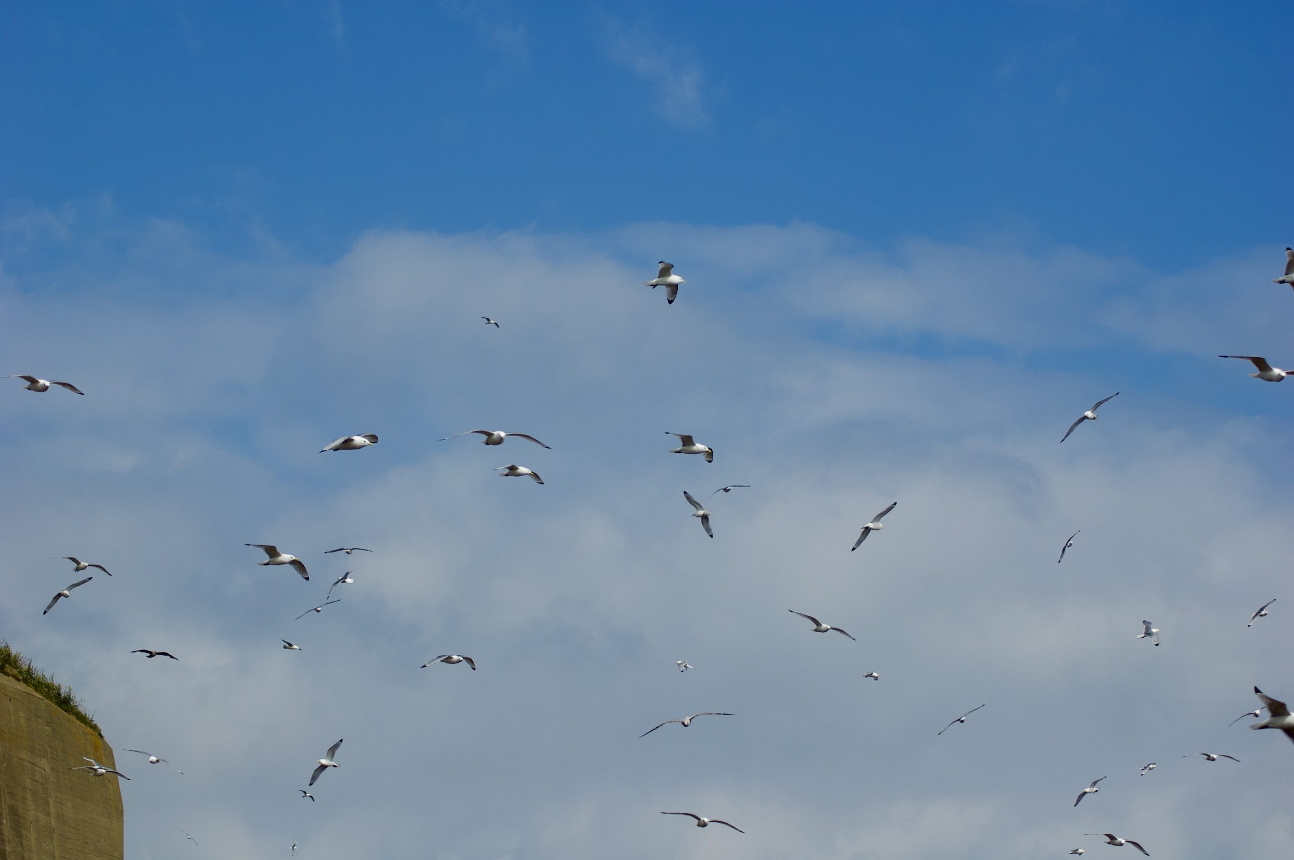 Black-legged kittiwakes