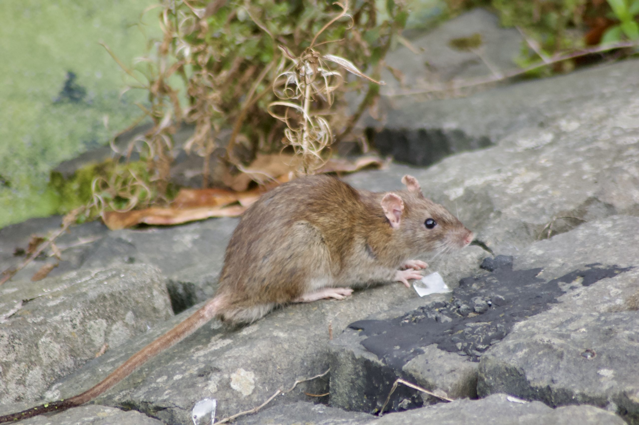 Brown Rat