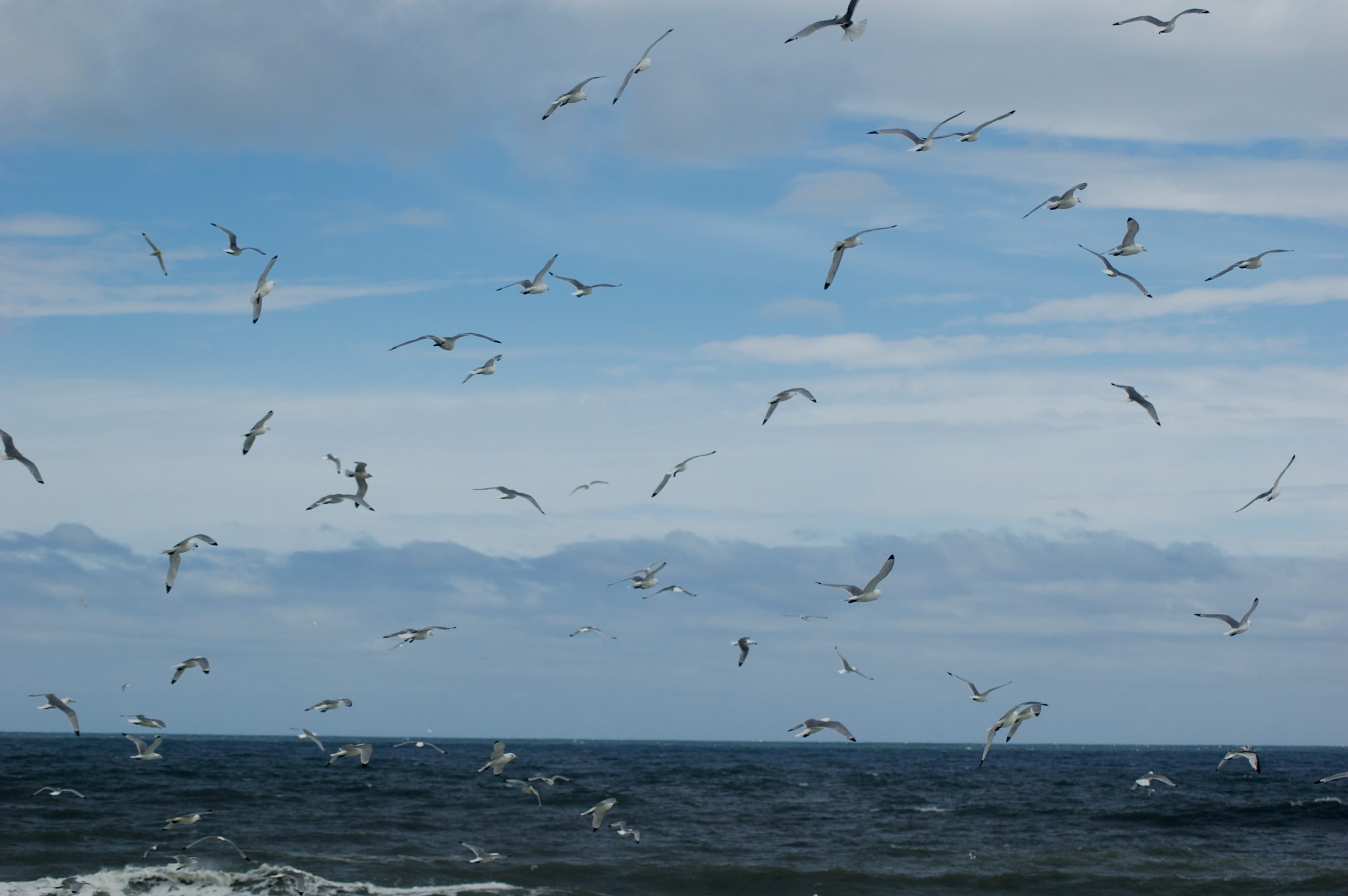 Black-legged kittiwakes