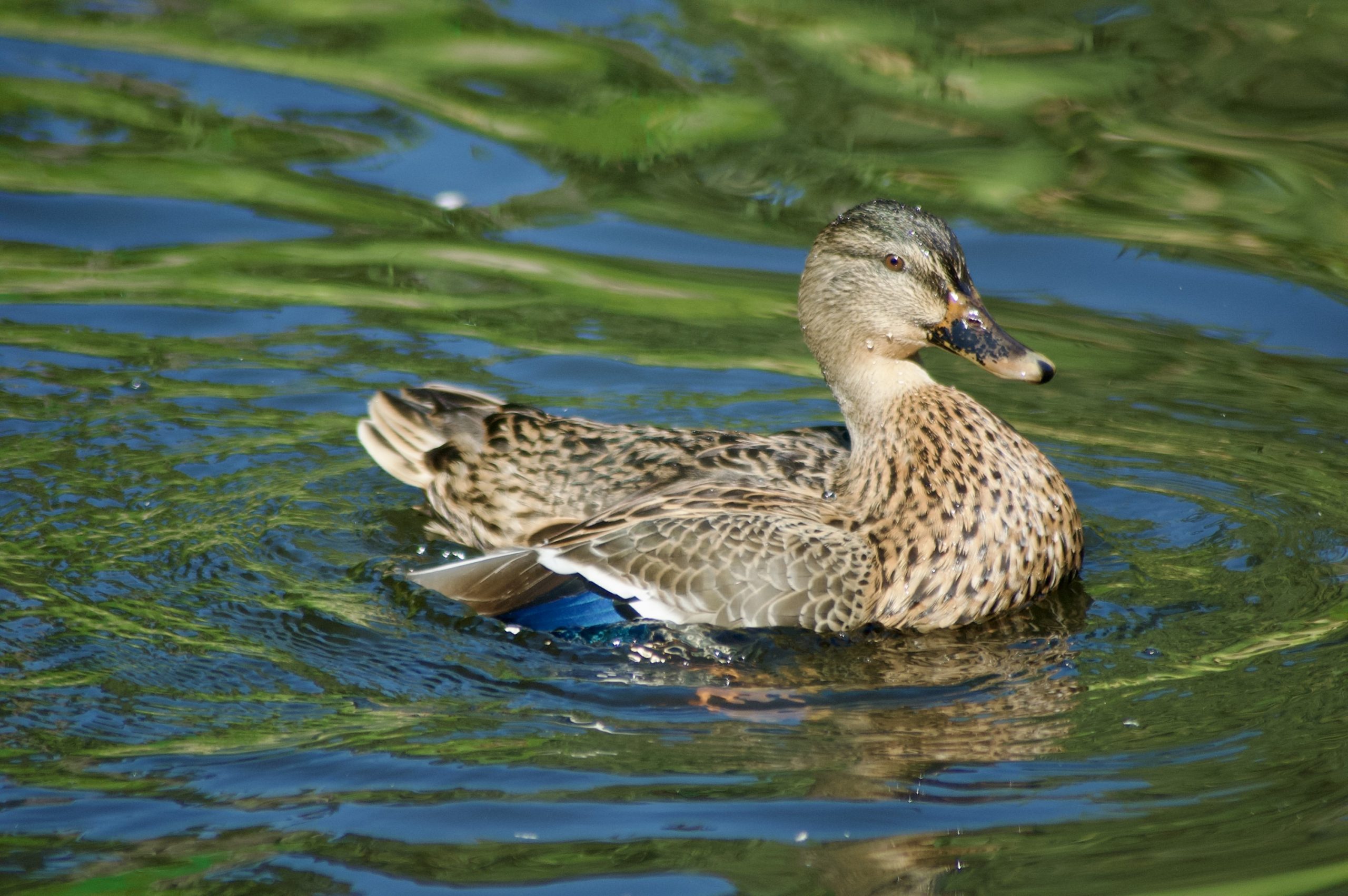 Mallard