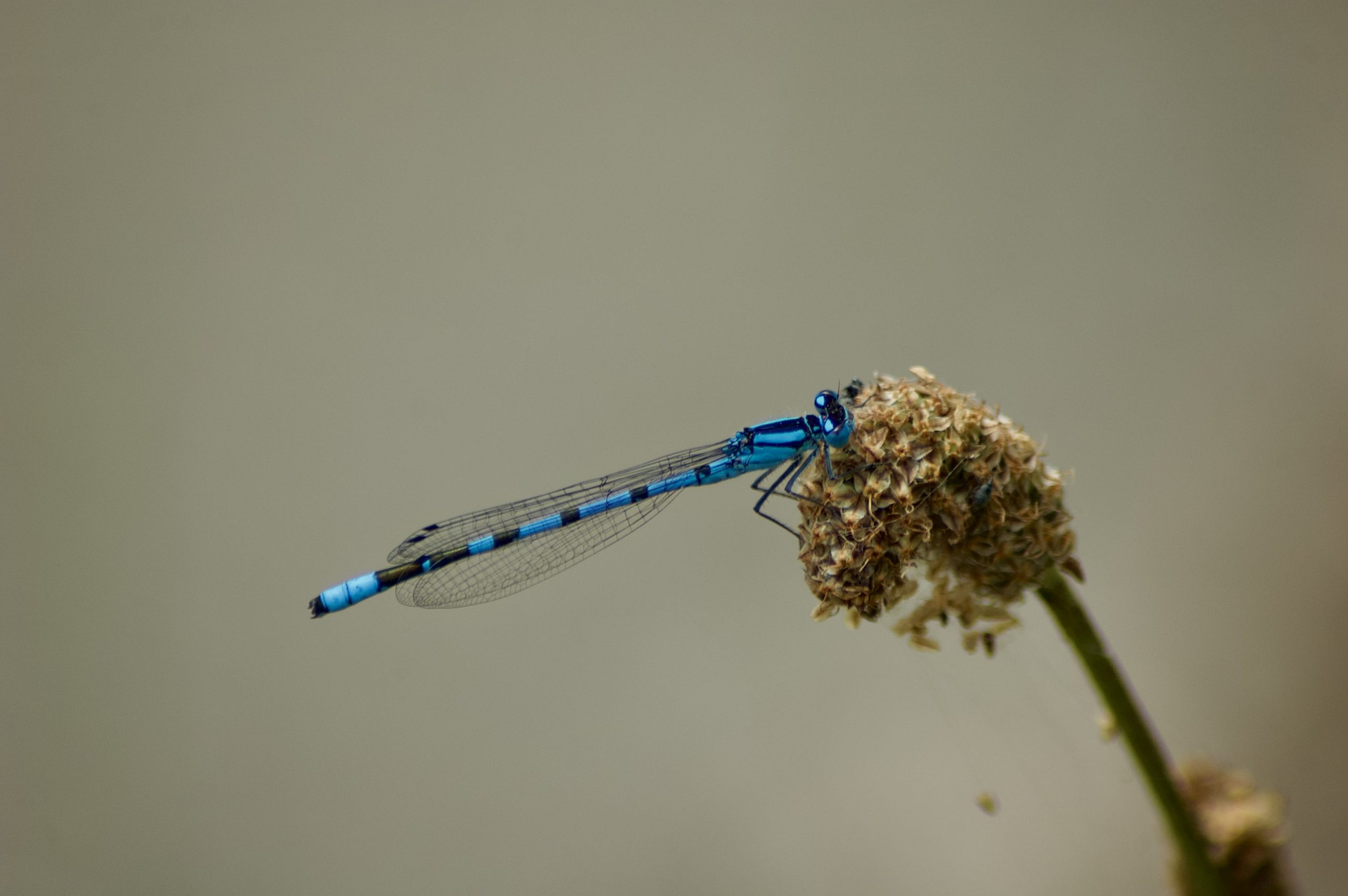 Common Blue Damselfly