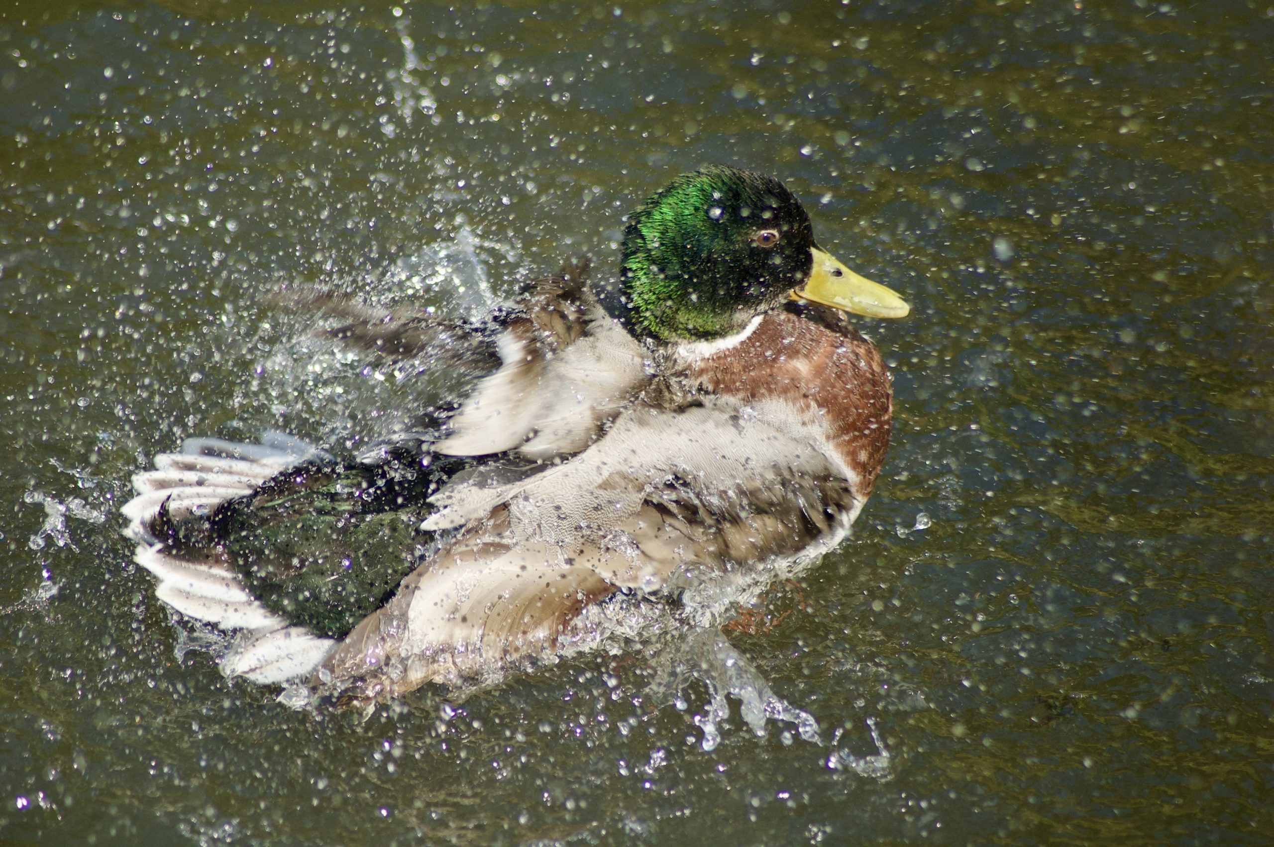 Mallard