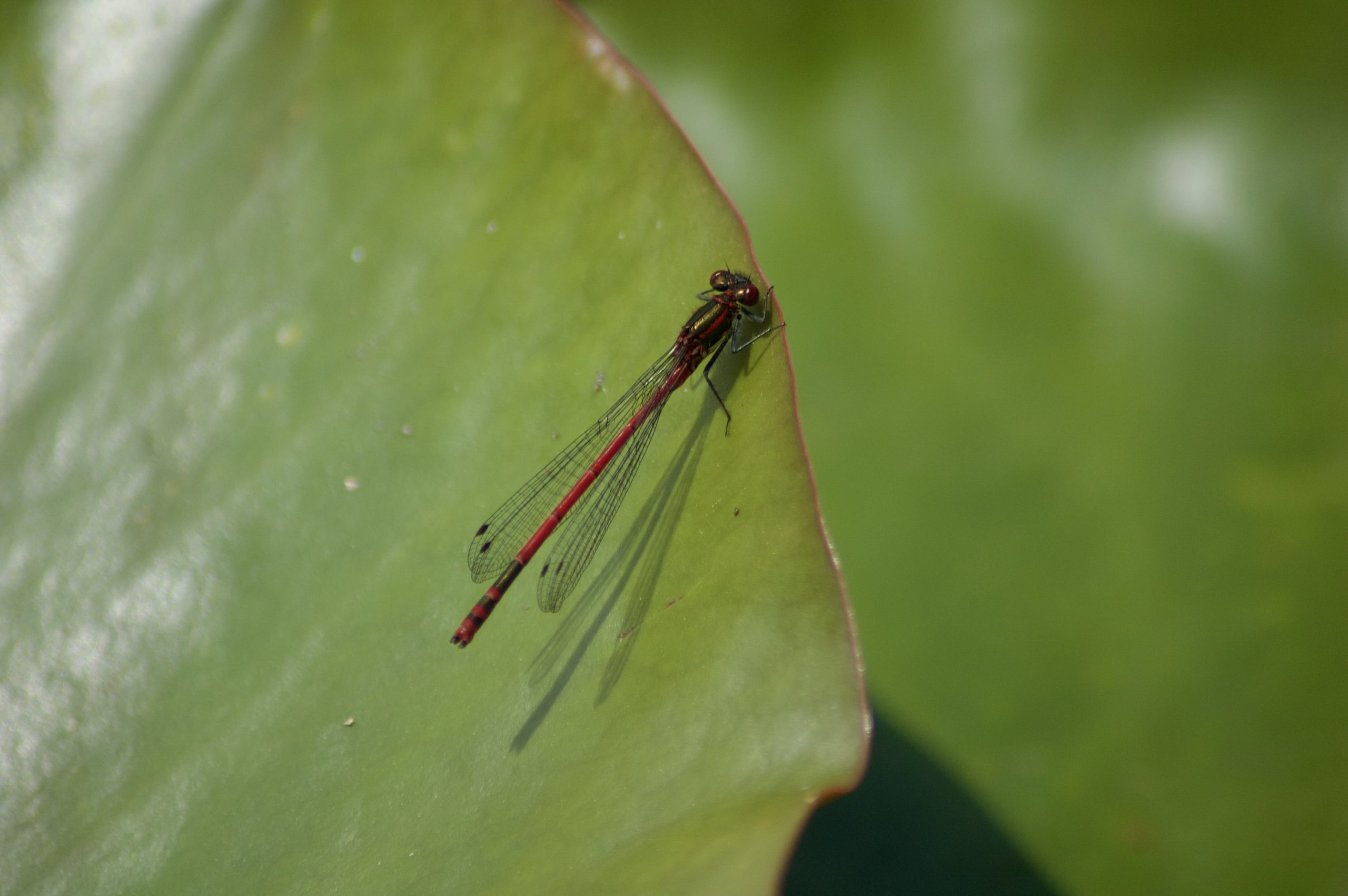 Large Red Damselfly