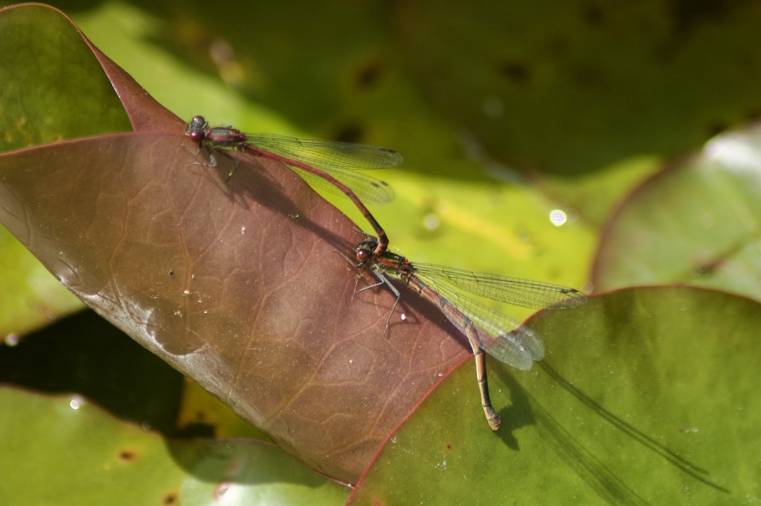 Large Red Damselflies Mating