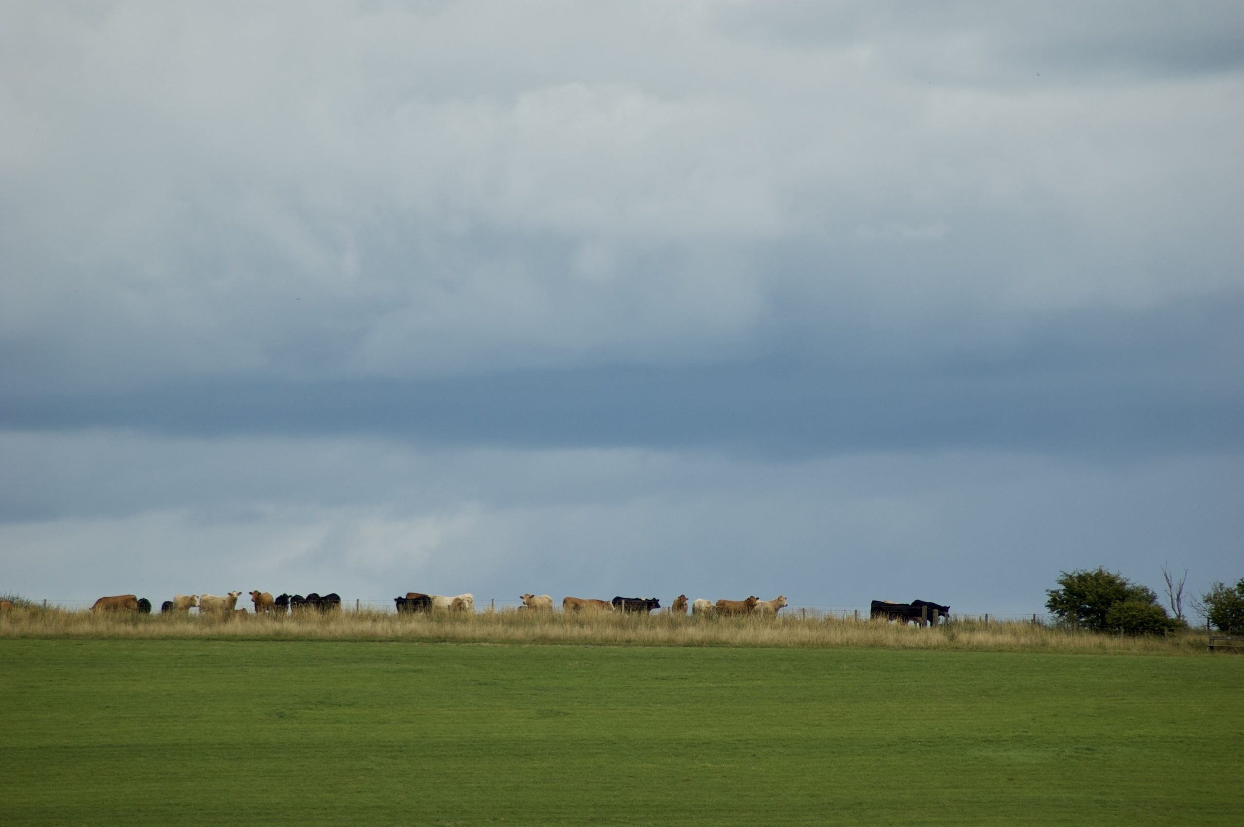 Cattle on the Horizon