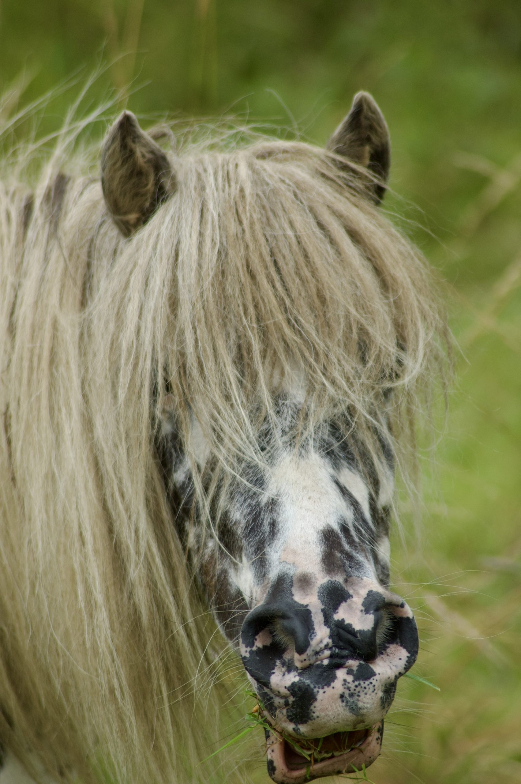 Wylam Horse