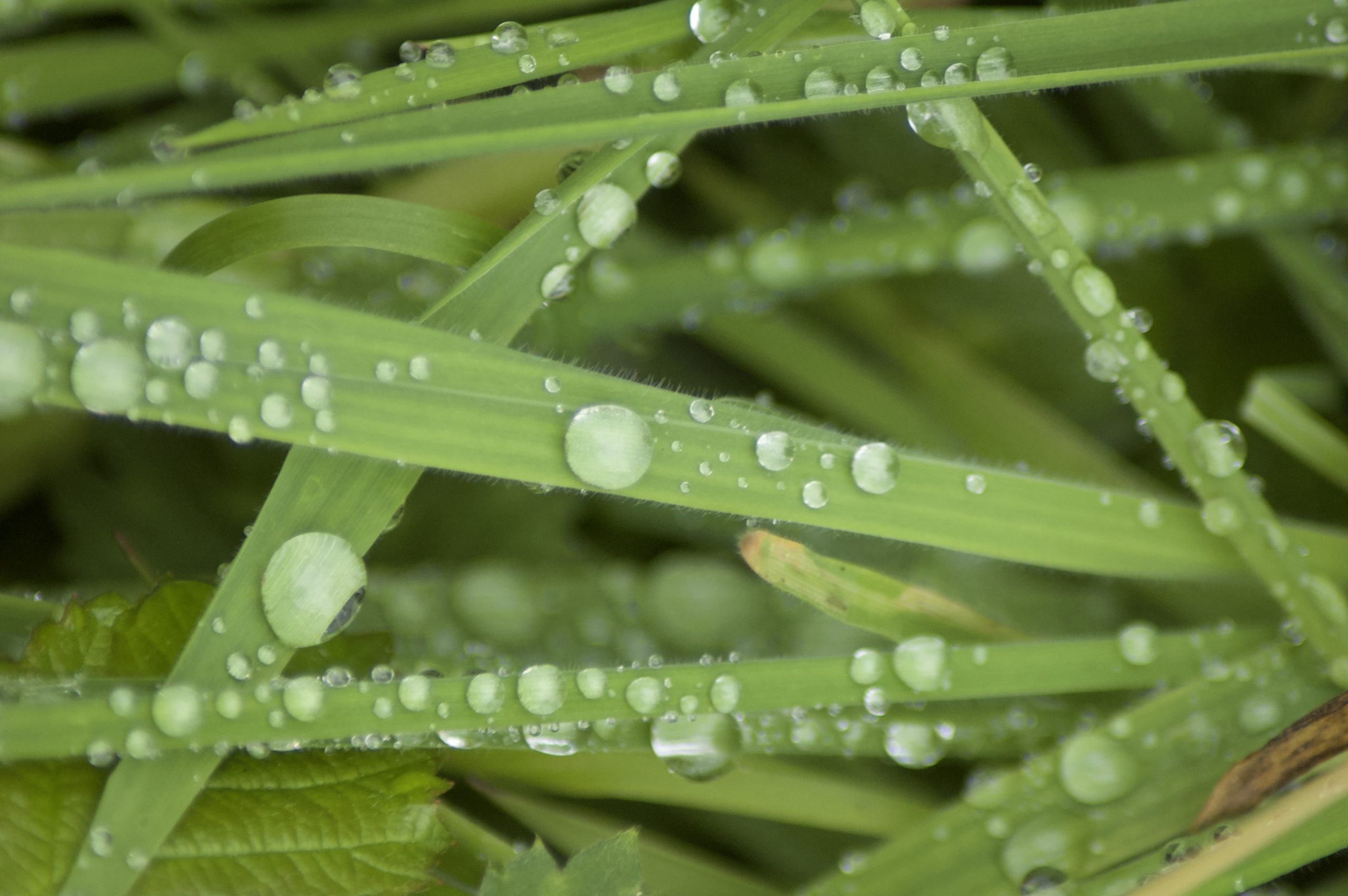 Raindrops on Grass