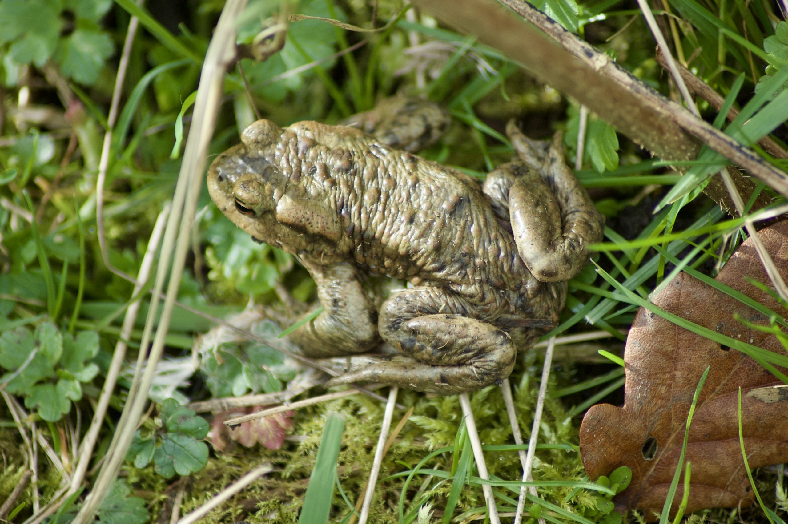 Common Toad