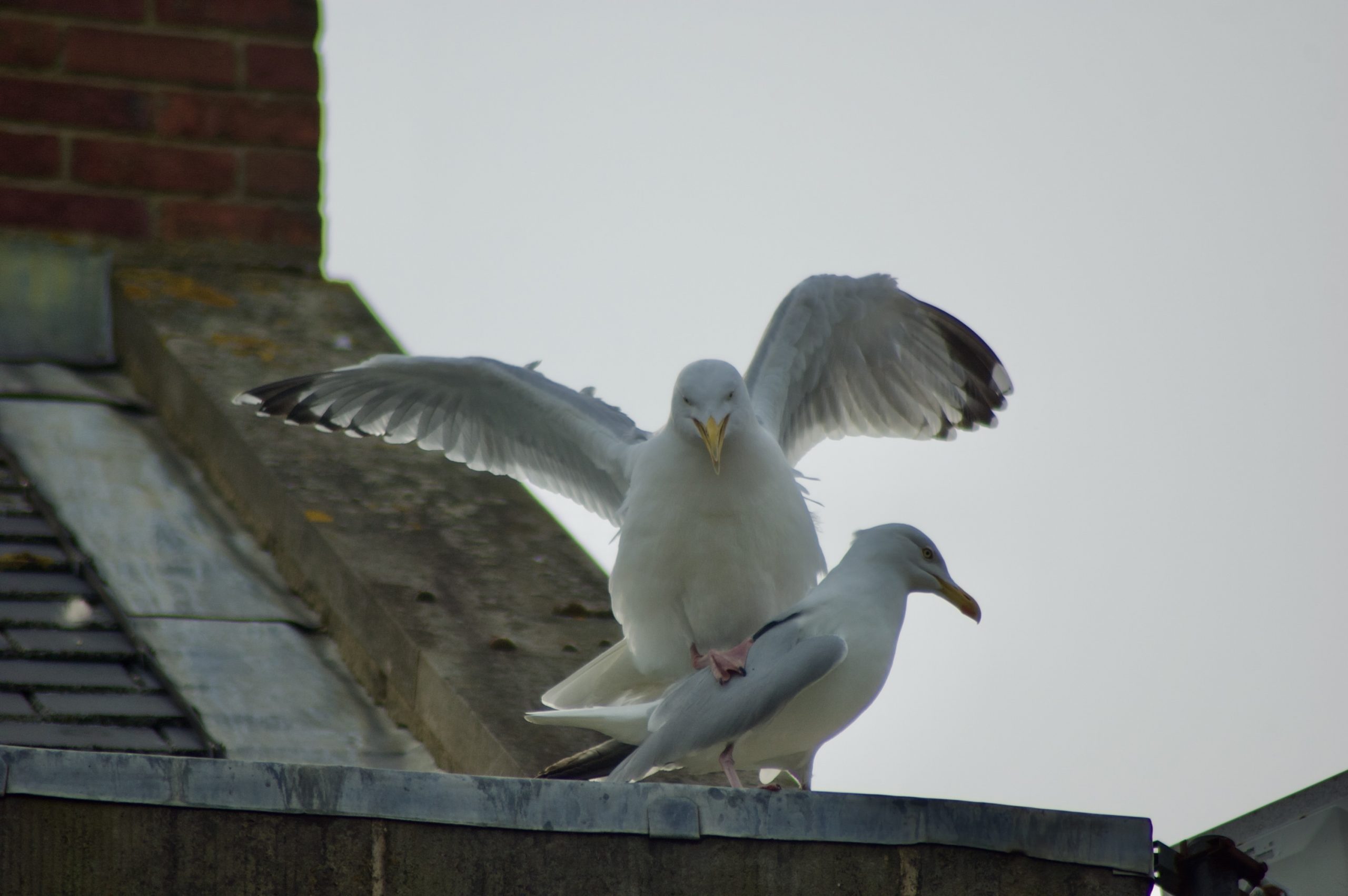 Mating Herring Gulls