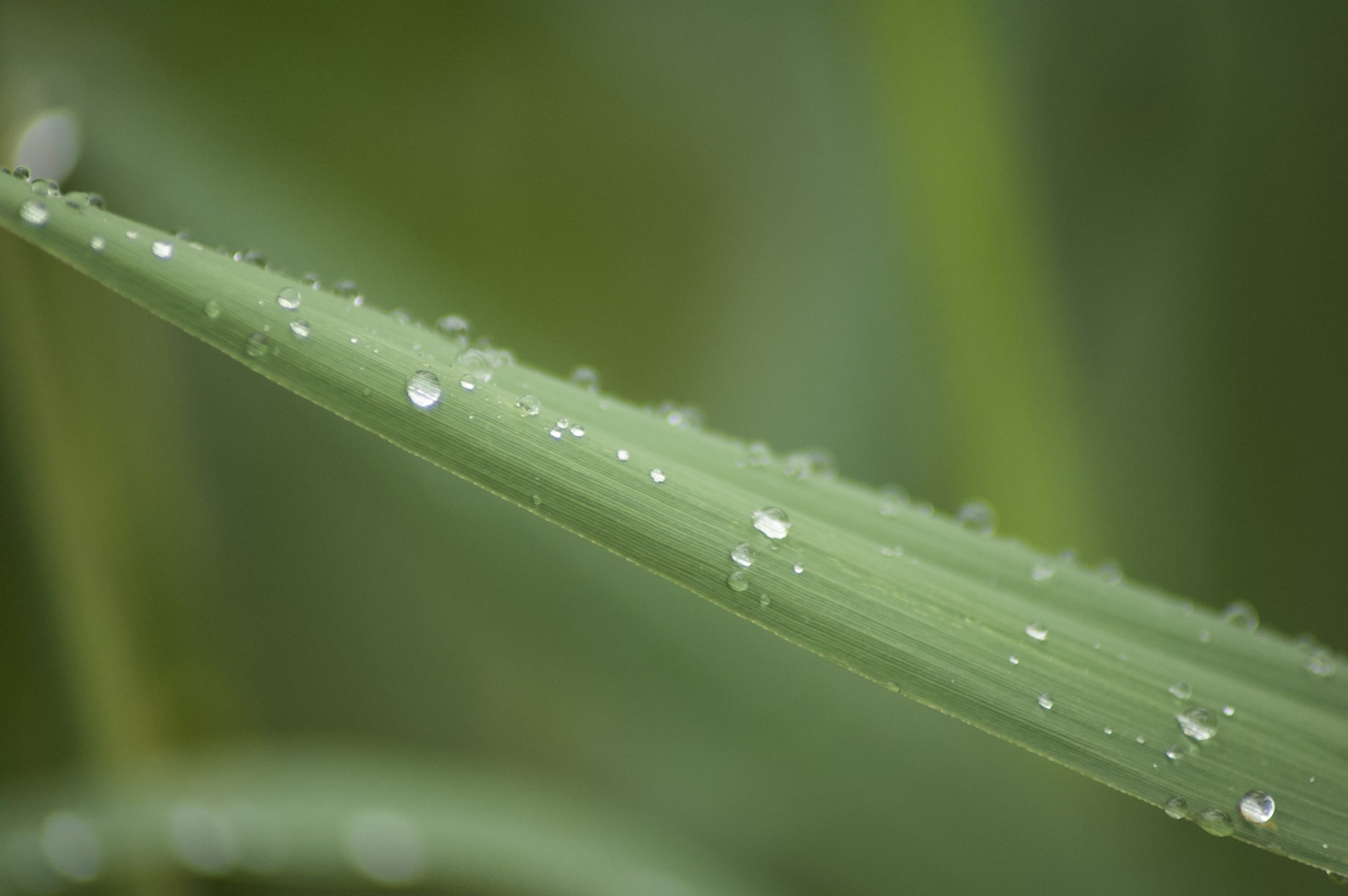 Dew on Grass
