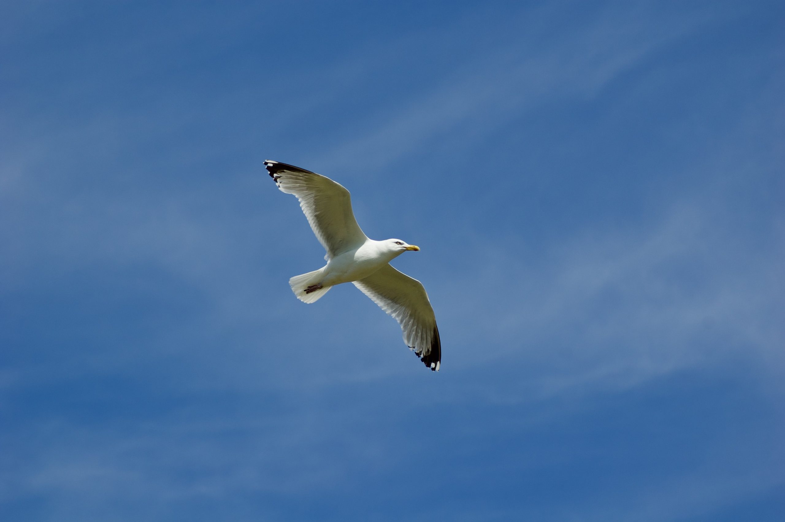 Gull in Flight
