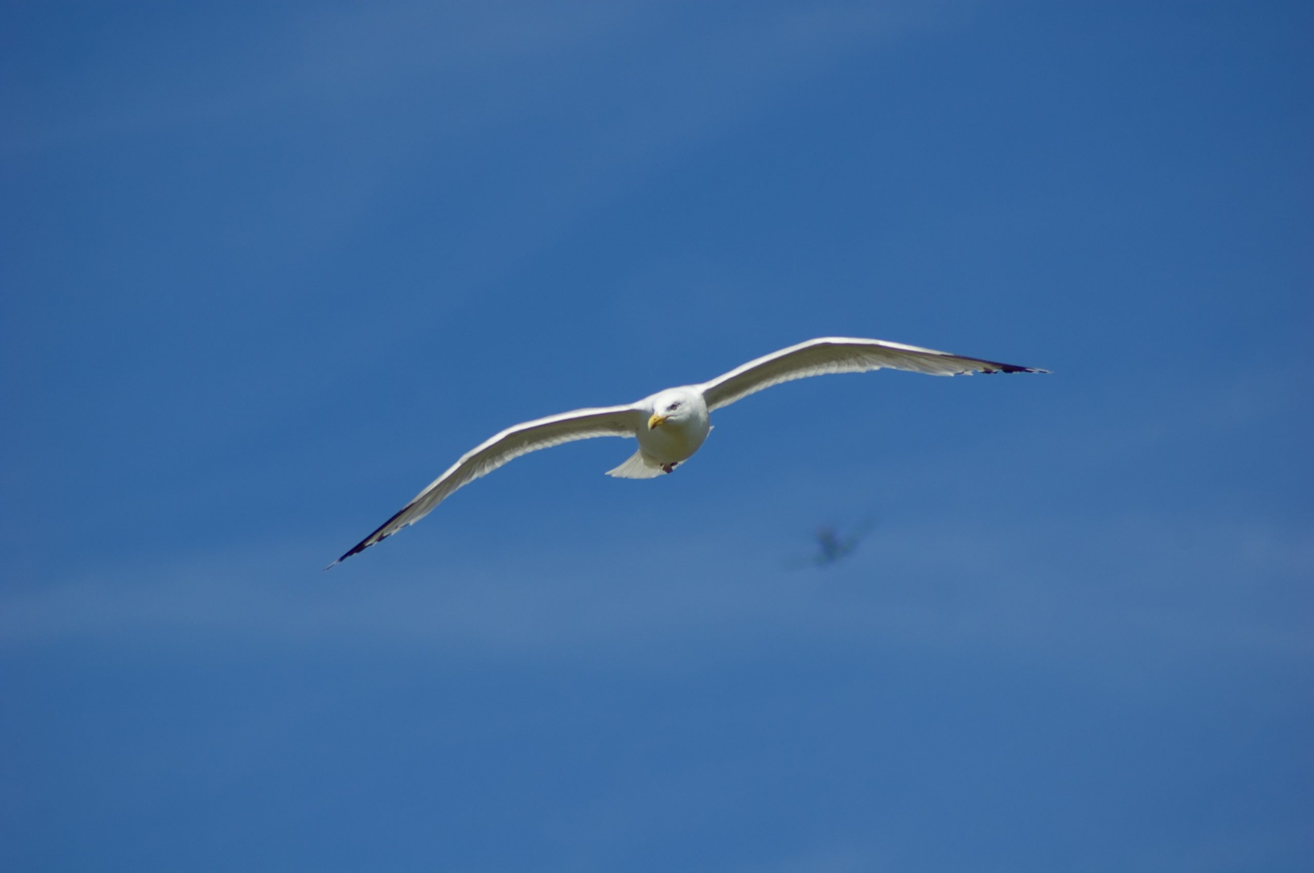 Gull in Flight