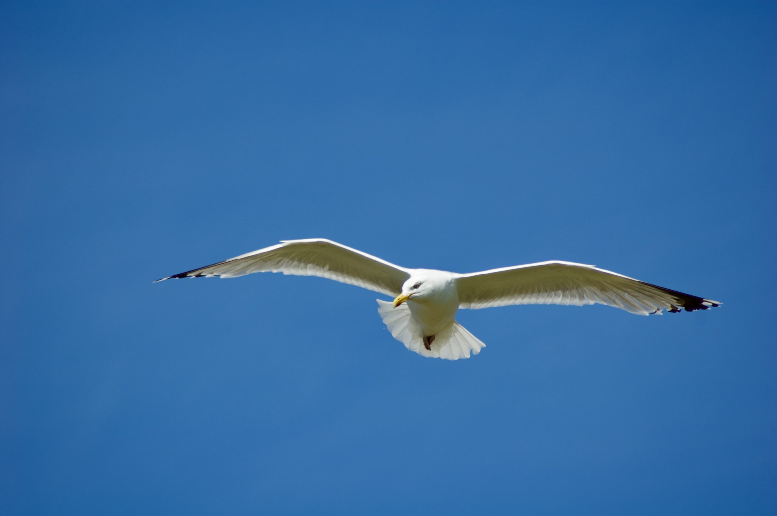 Gull in Flight