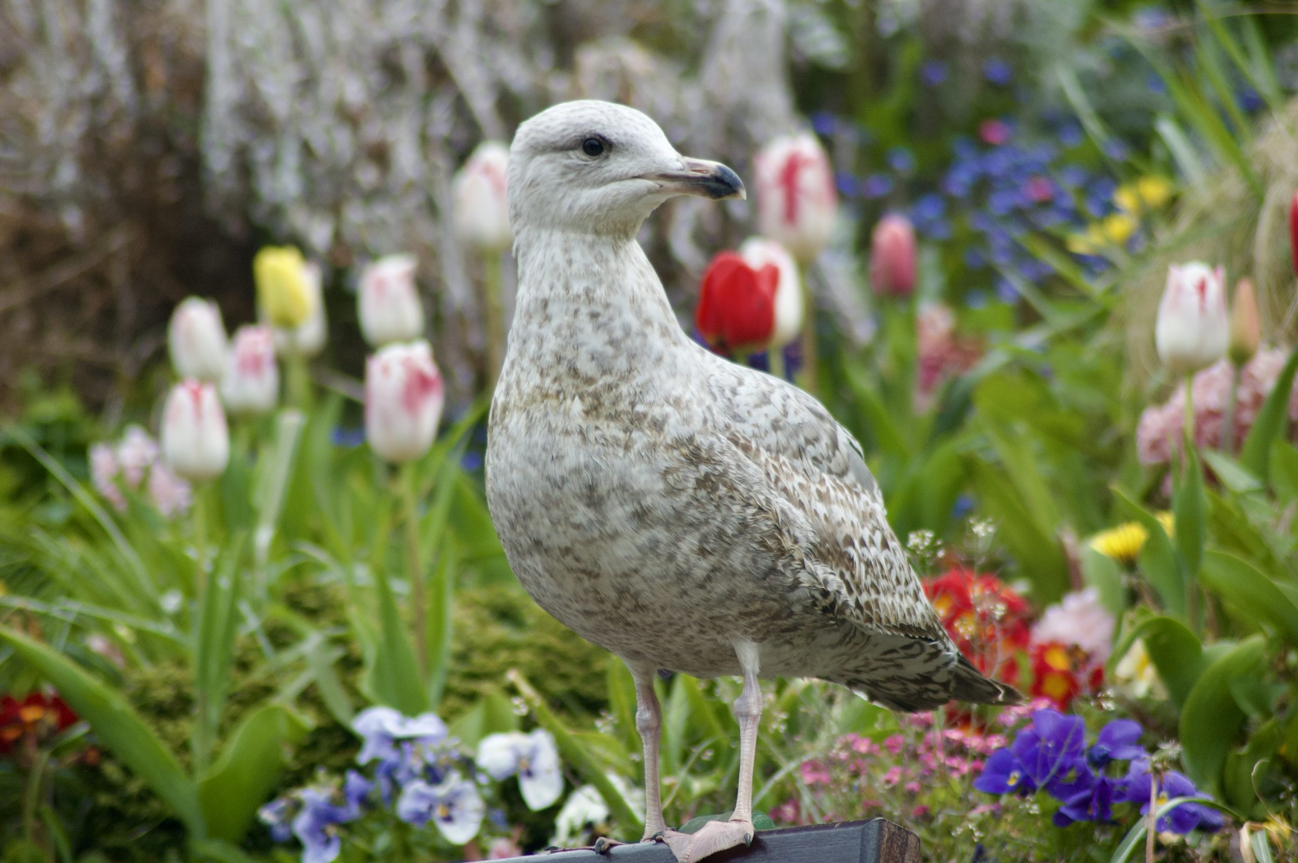 Herring Gull