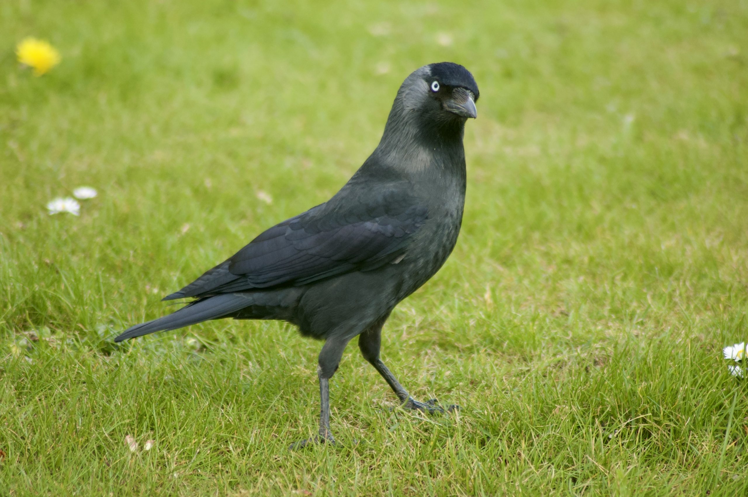 Jackdaw