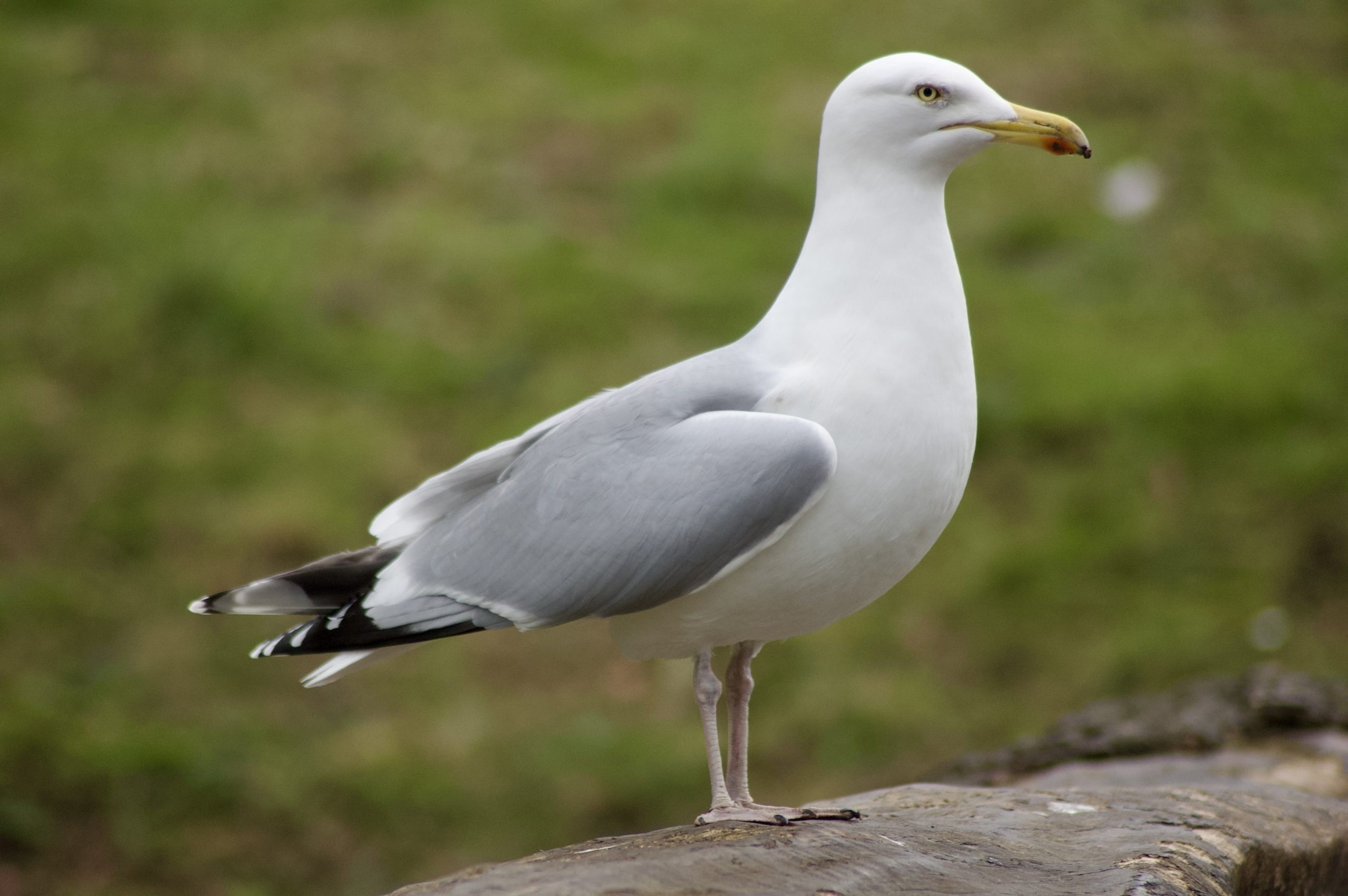 Herring Gull