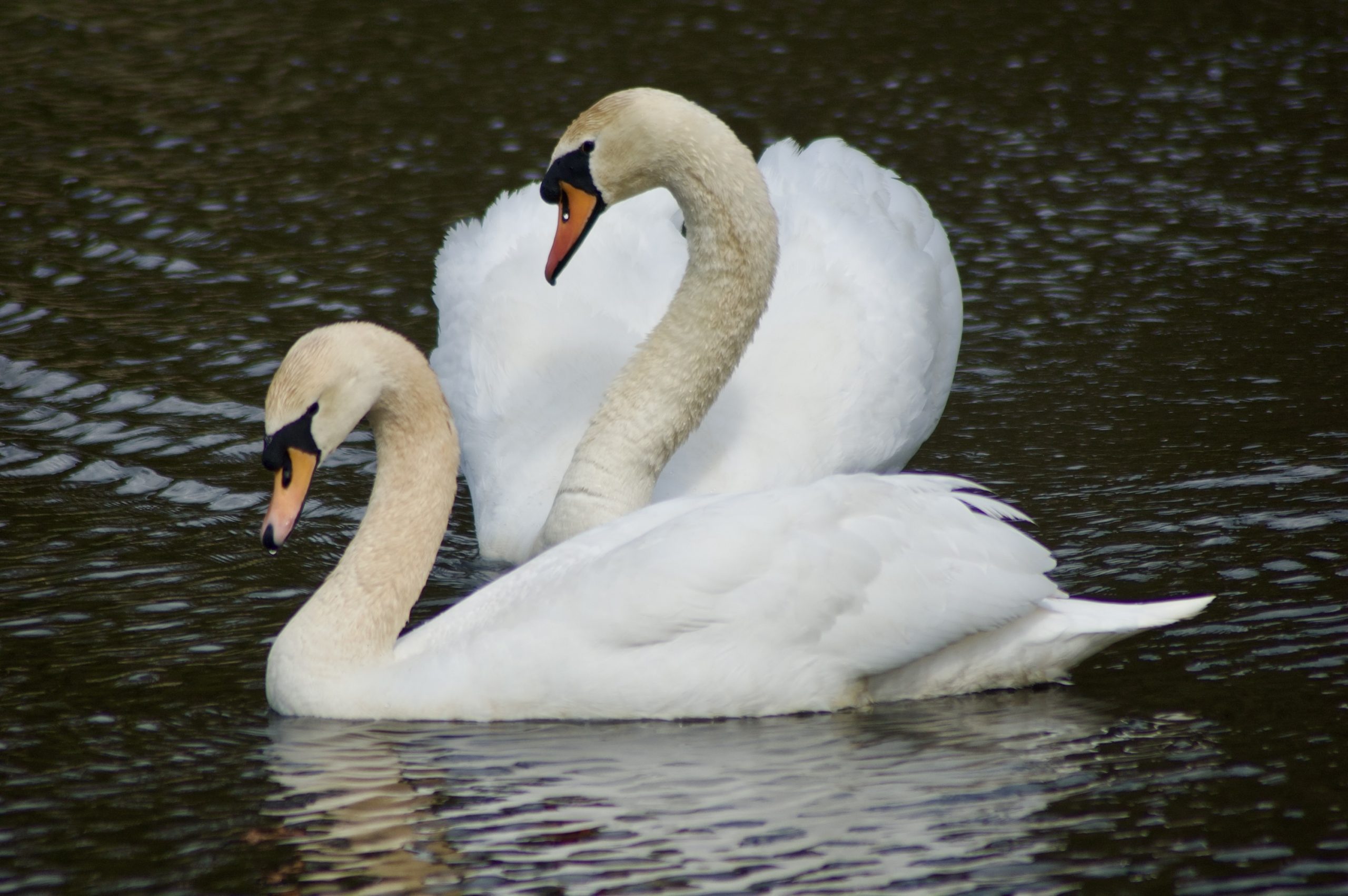 Mute Swans