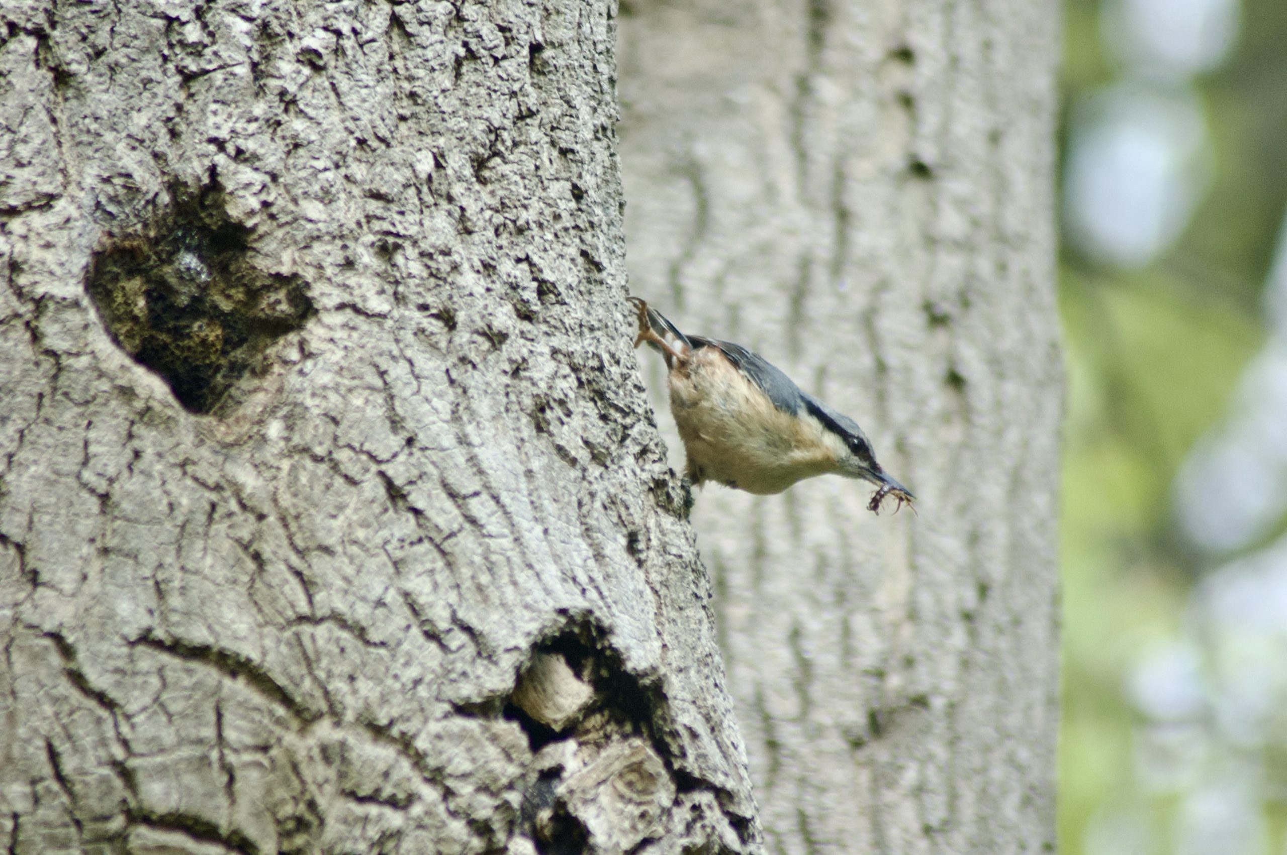 Nuthatch