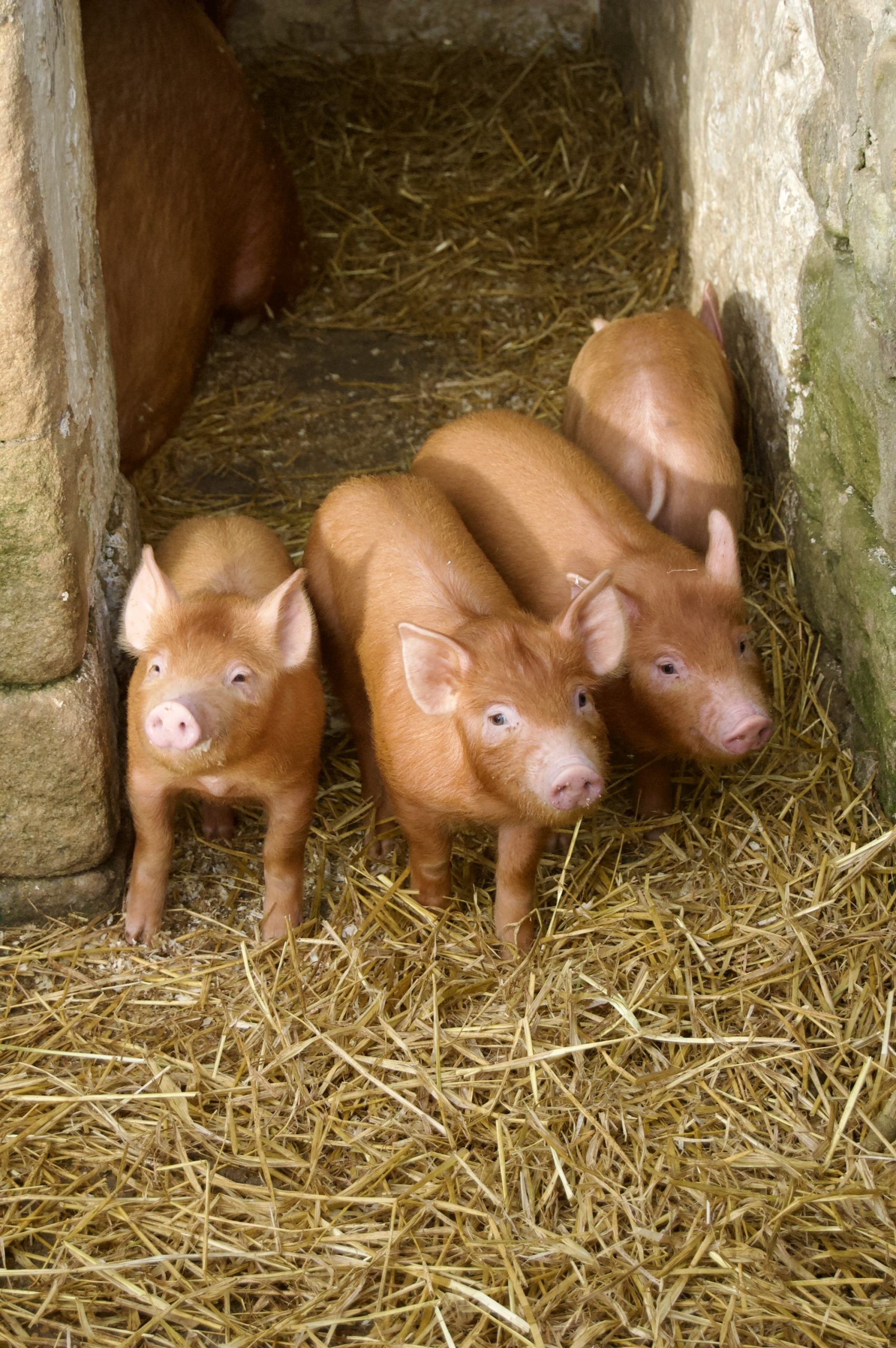 Tamworth Piglets