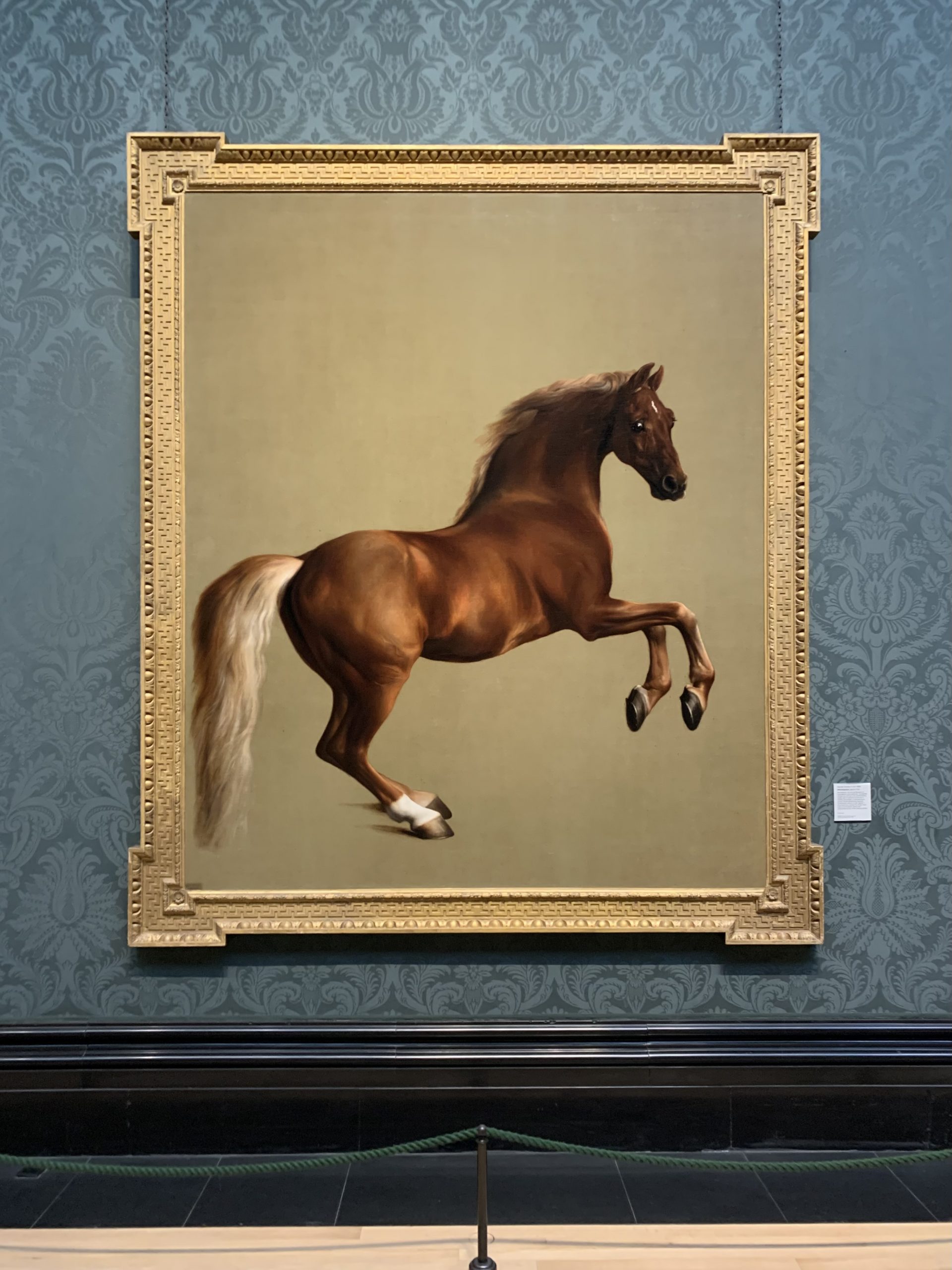Whistlejacket