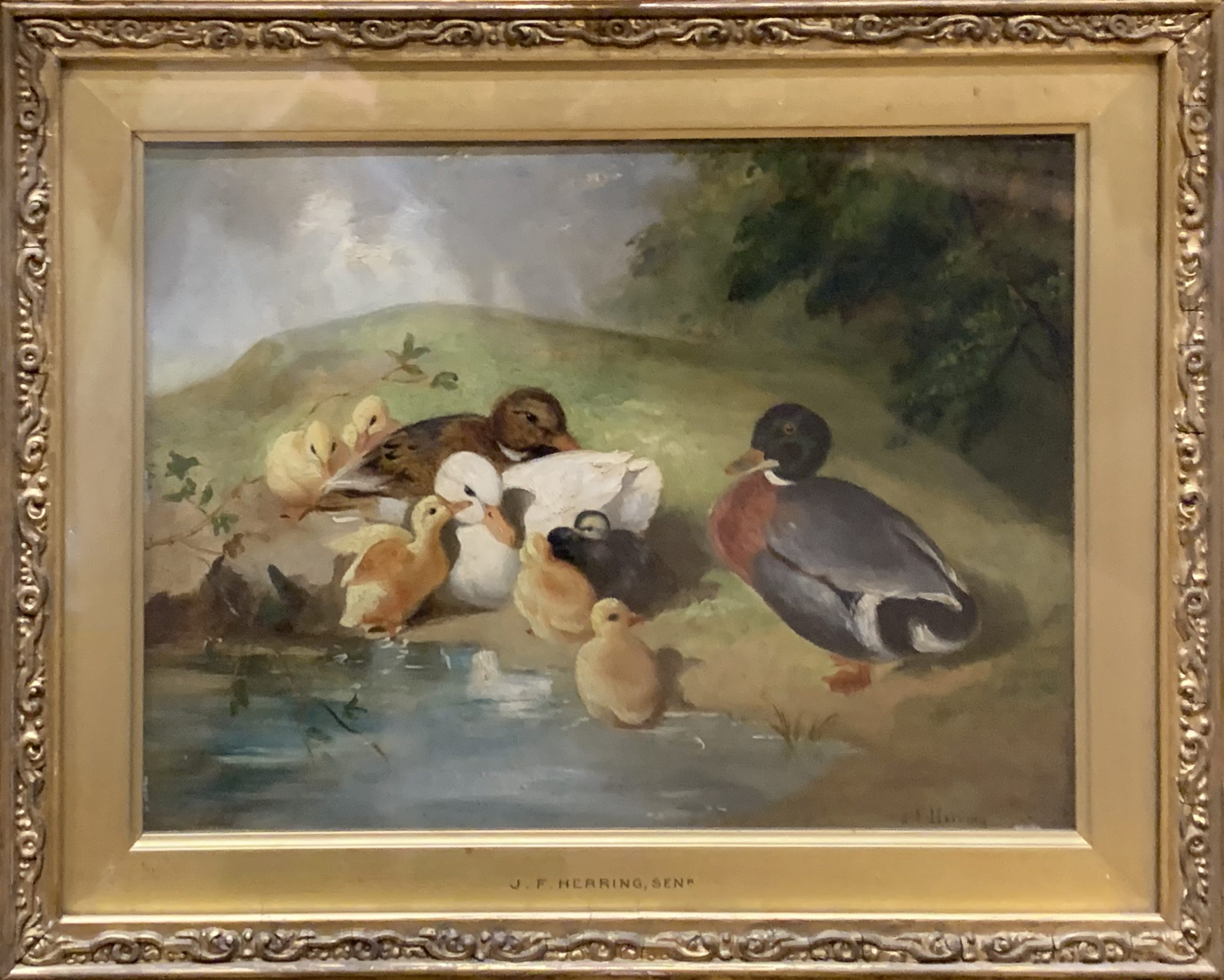 Ducks and Ducklings