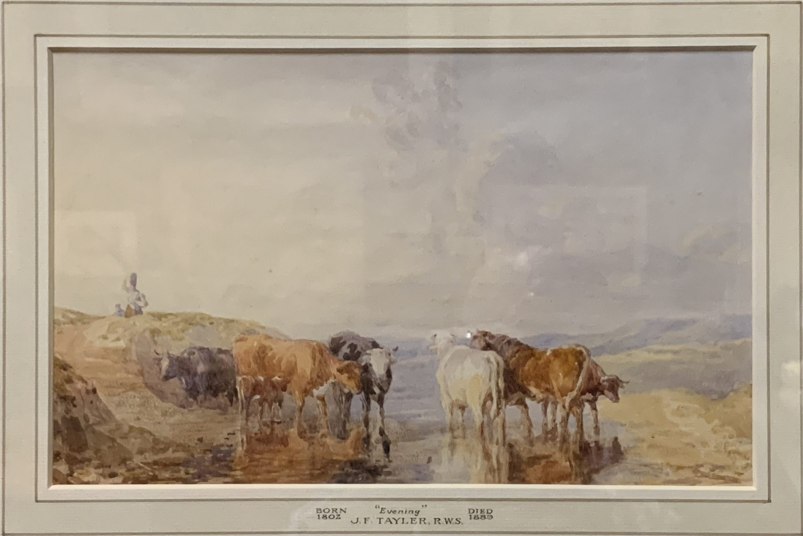 Evening, Cattle Watering