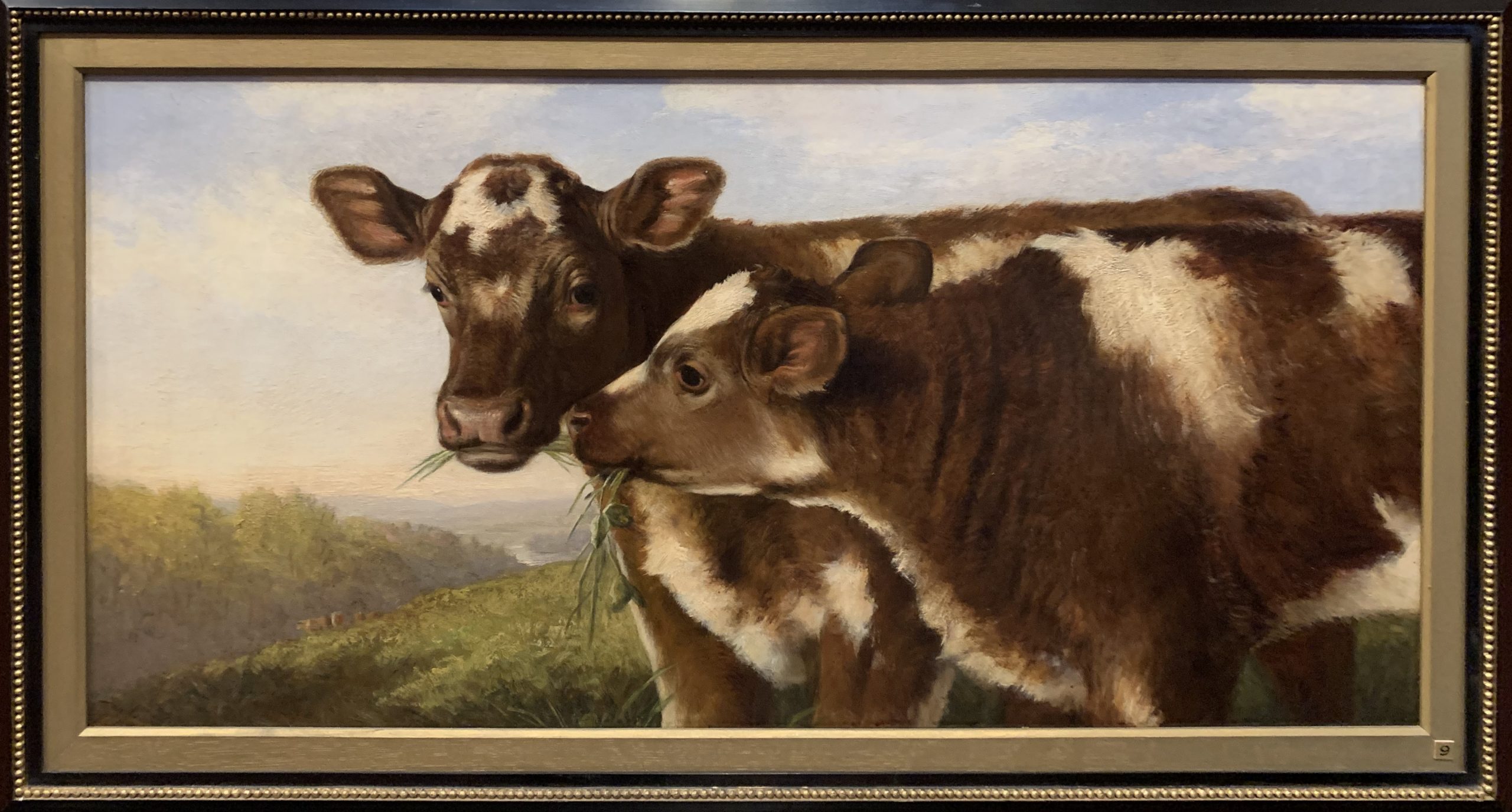 Two Shorthorn Calves