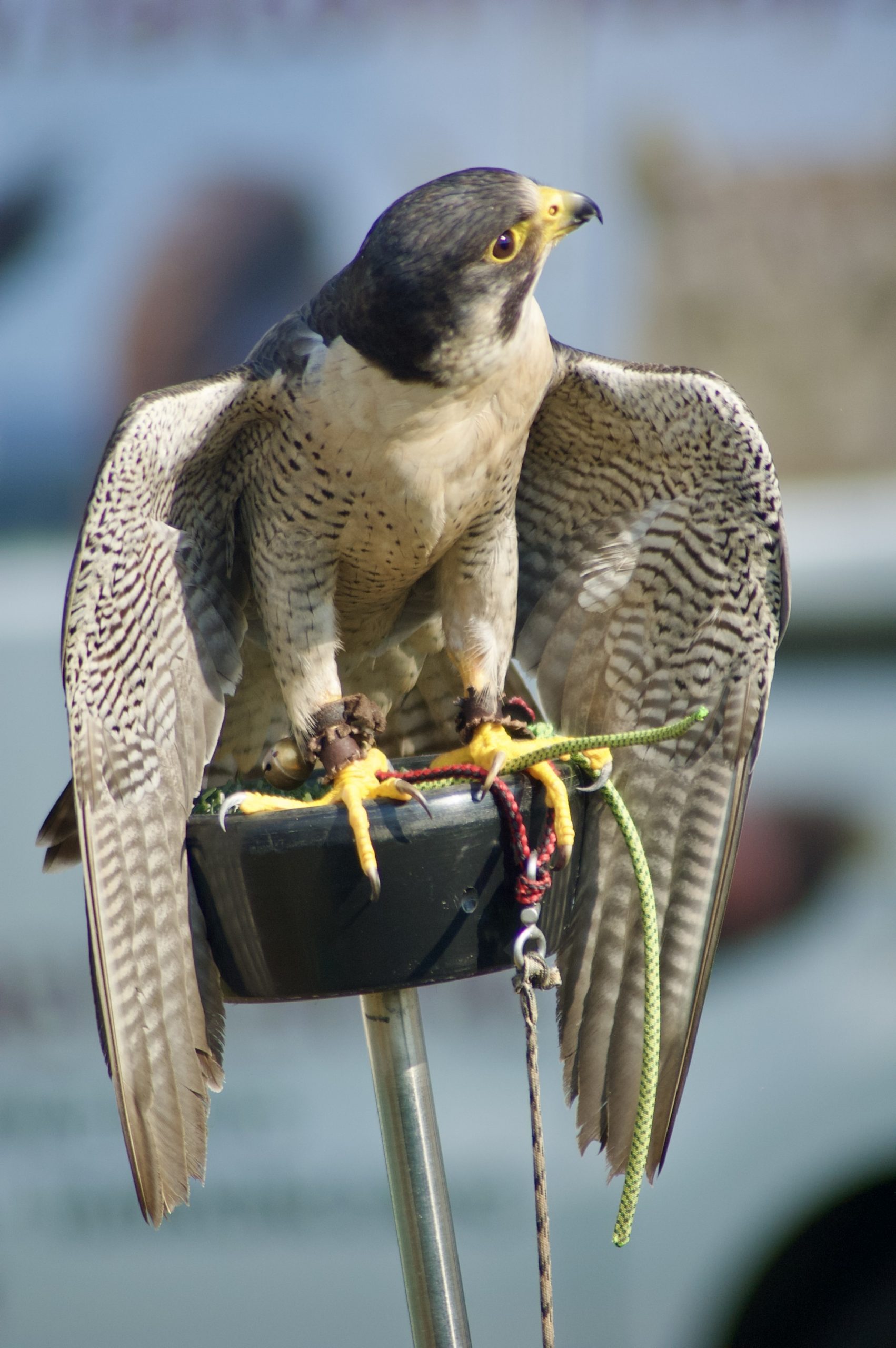 Peregrine Falcon
