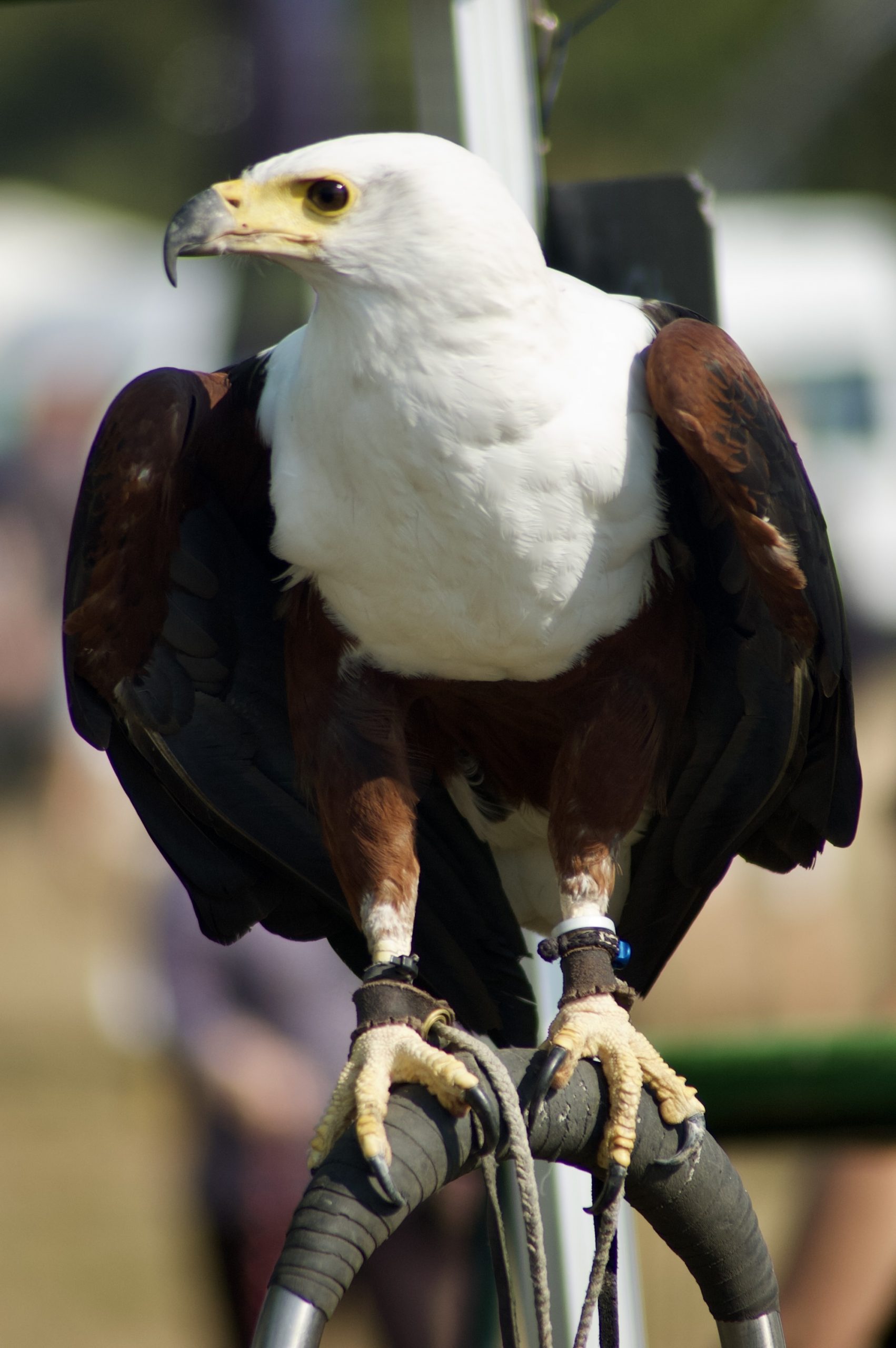 Fish Eagle