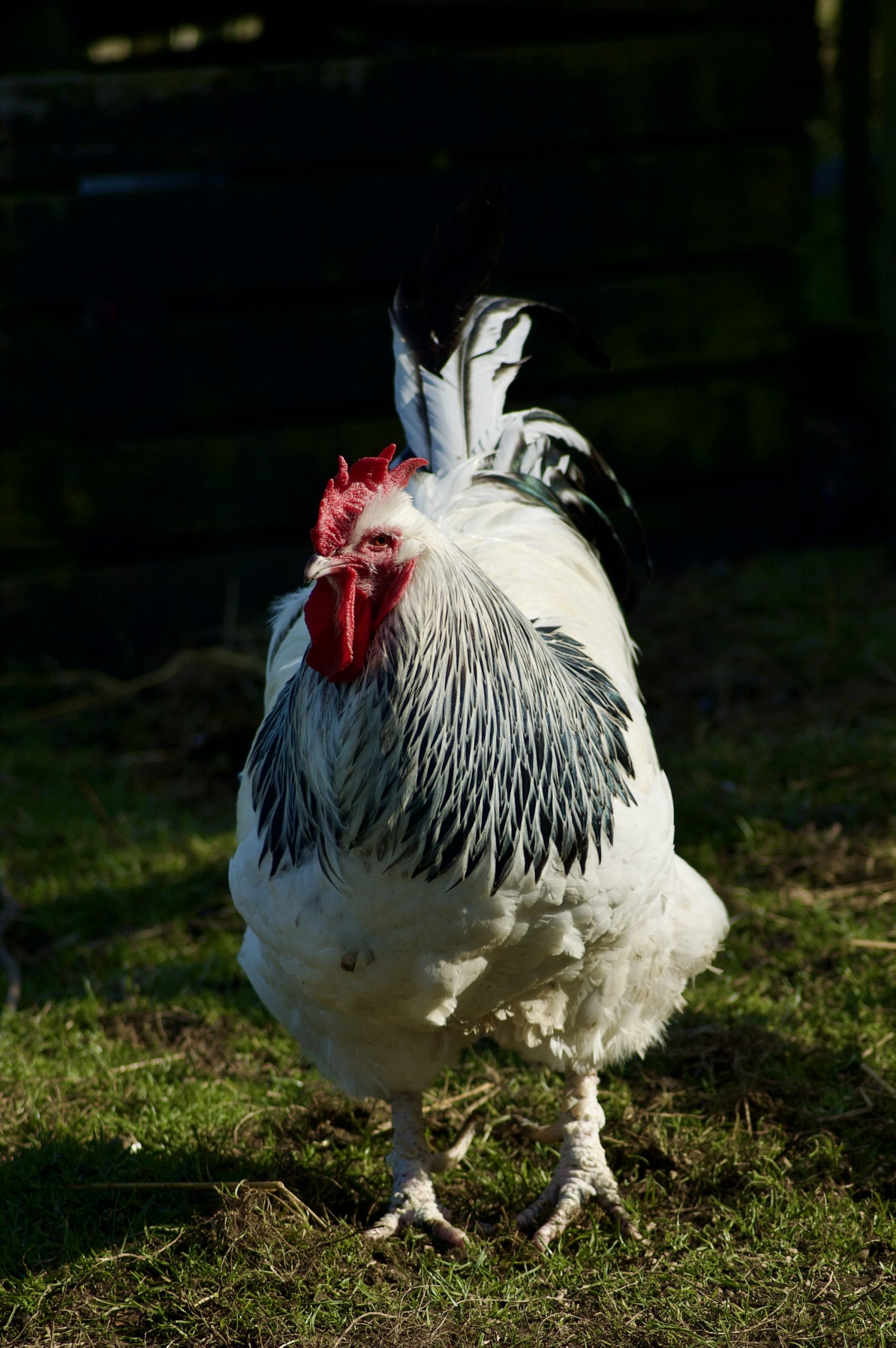 Light Sussex Hen